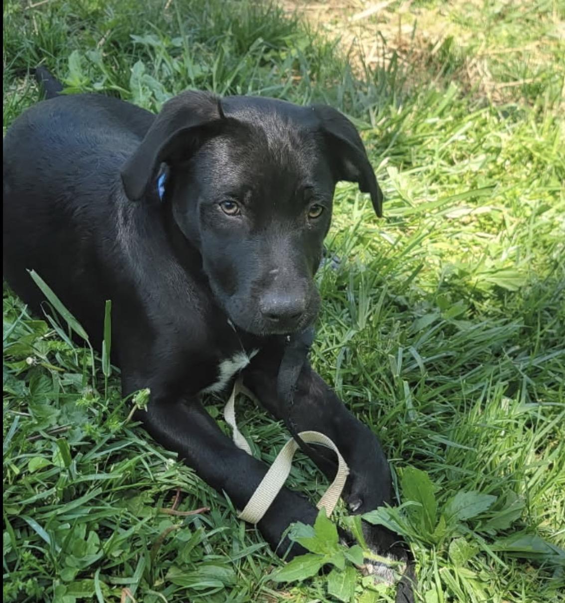Enlarge Cocoa, an adopted Mixed Breed in Maineville, OH image 2/5