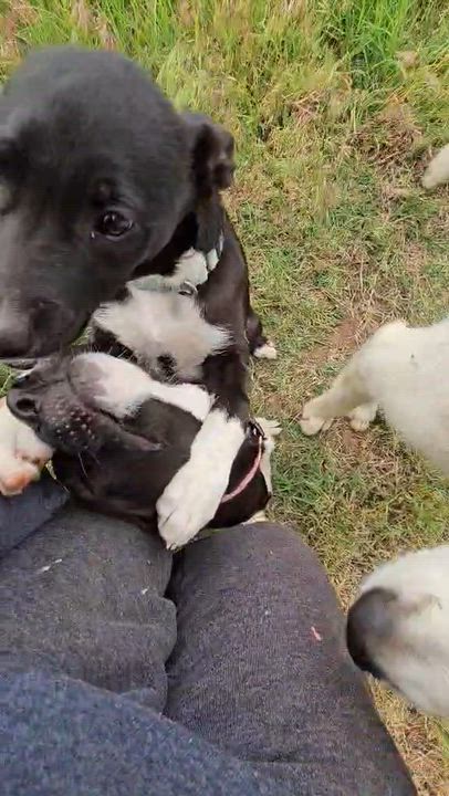 Enlarge Keeley, a Adoptable Border Collie in Hartford, CT video 2/6
