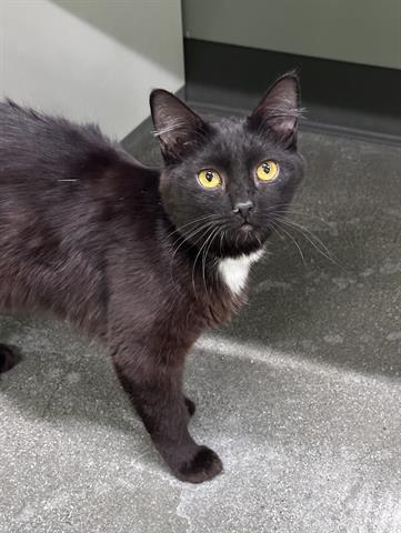 CASS, Adoptable, Young Female Domestic Short Hair.