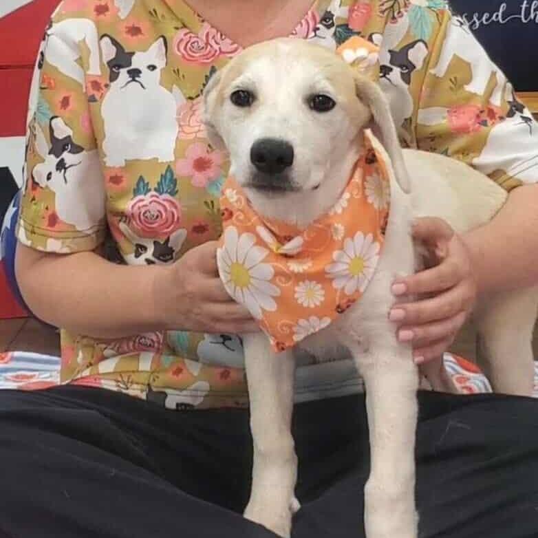 Sweetie, Young Female Labrador Retriever