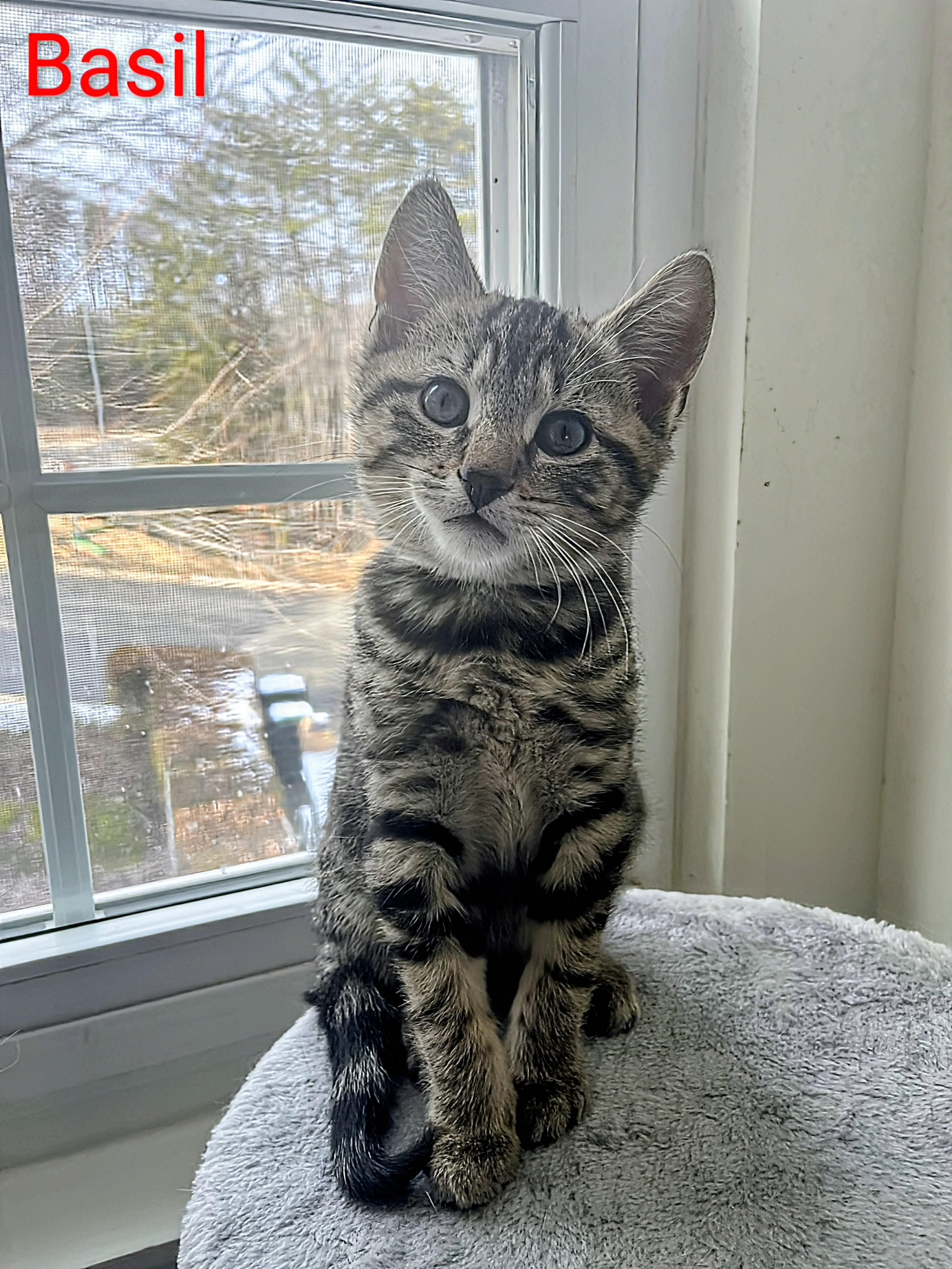 Basil, adopted, Kitten Male Domestic Short Hair.