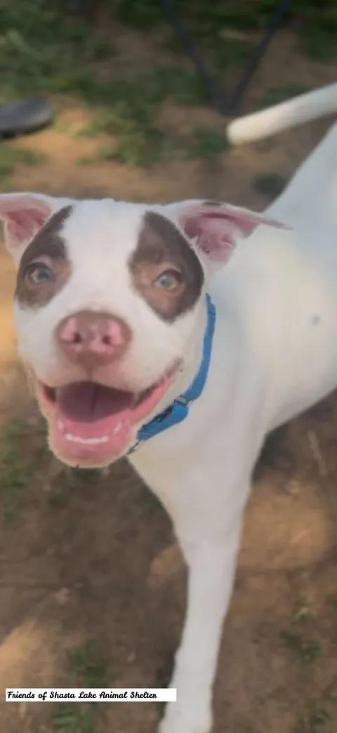 Cooper, a ADOPTABLE mixed breed in Shasta Lake, CA image 2/3