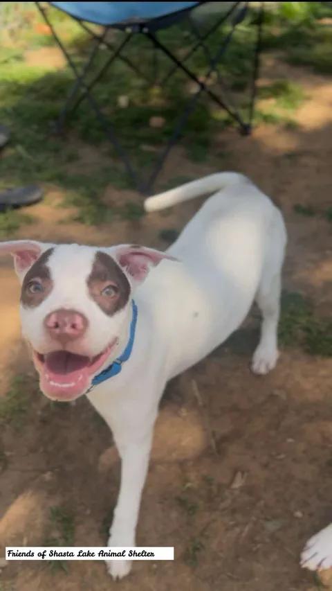 Cooper, a ADOPTABLE mixed breed in Shasta Lake, CA image 3/3