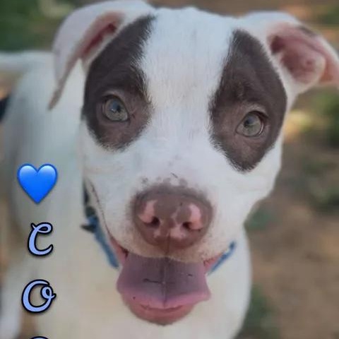 Cooper, ADOPTABLE, Young Male Pit Bull Terrier & Mixed Breed.