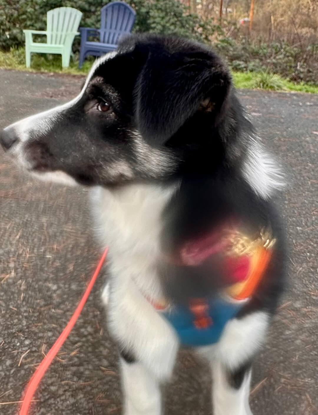 Enlarge Willow, an adopted mixed breed in Hood River, OR image 4/6