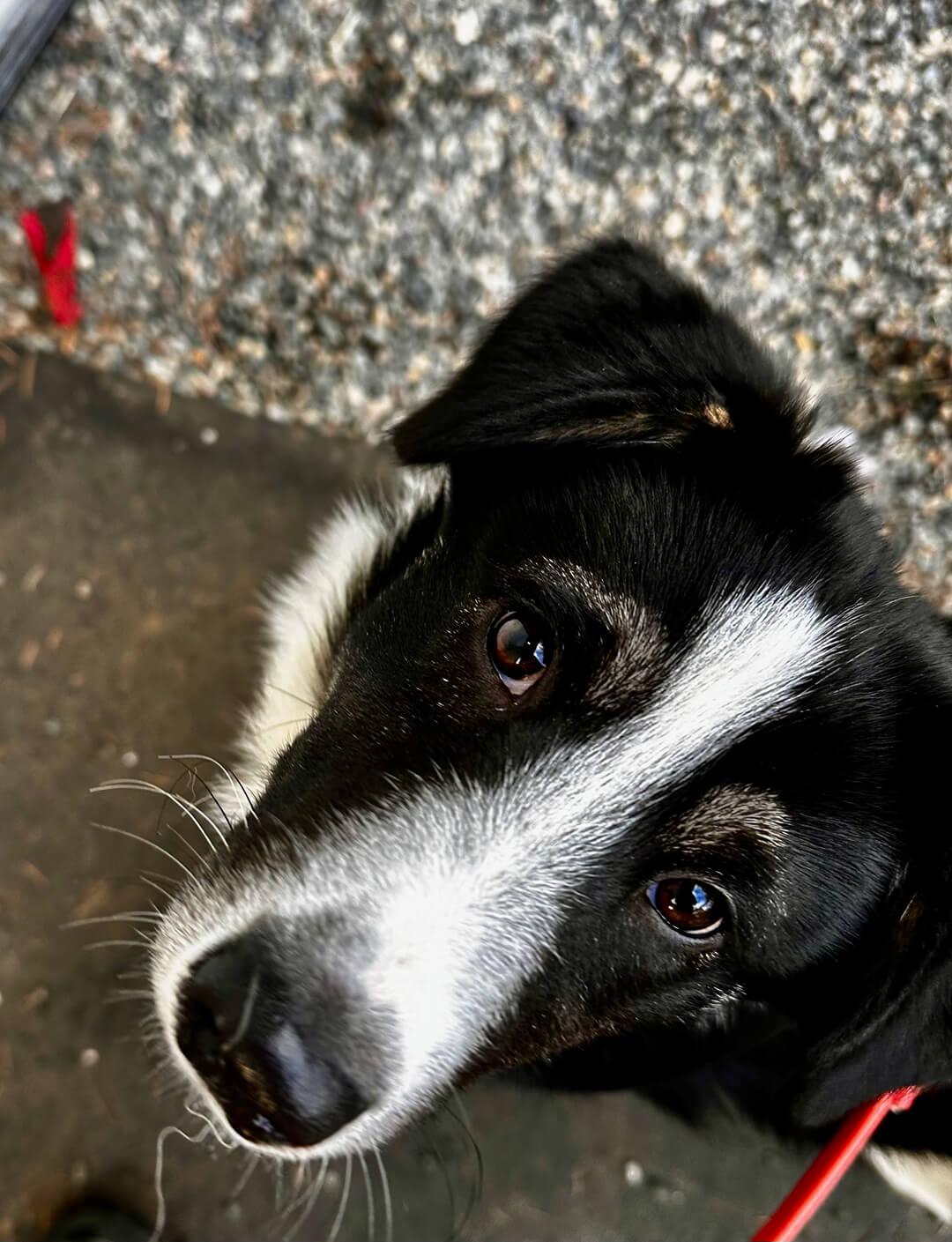 Enlarge Willow, an adopted mixed breed in Hood River, OR image 3/6