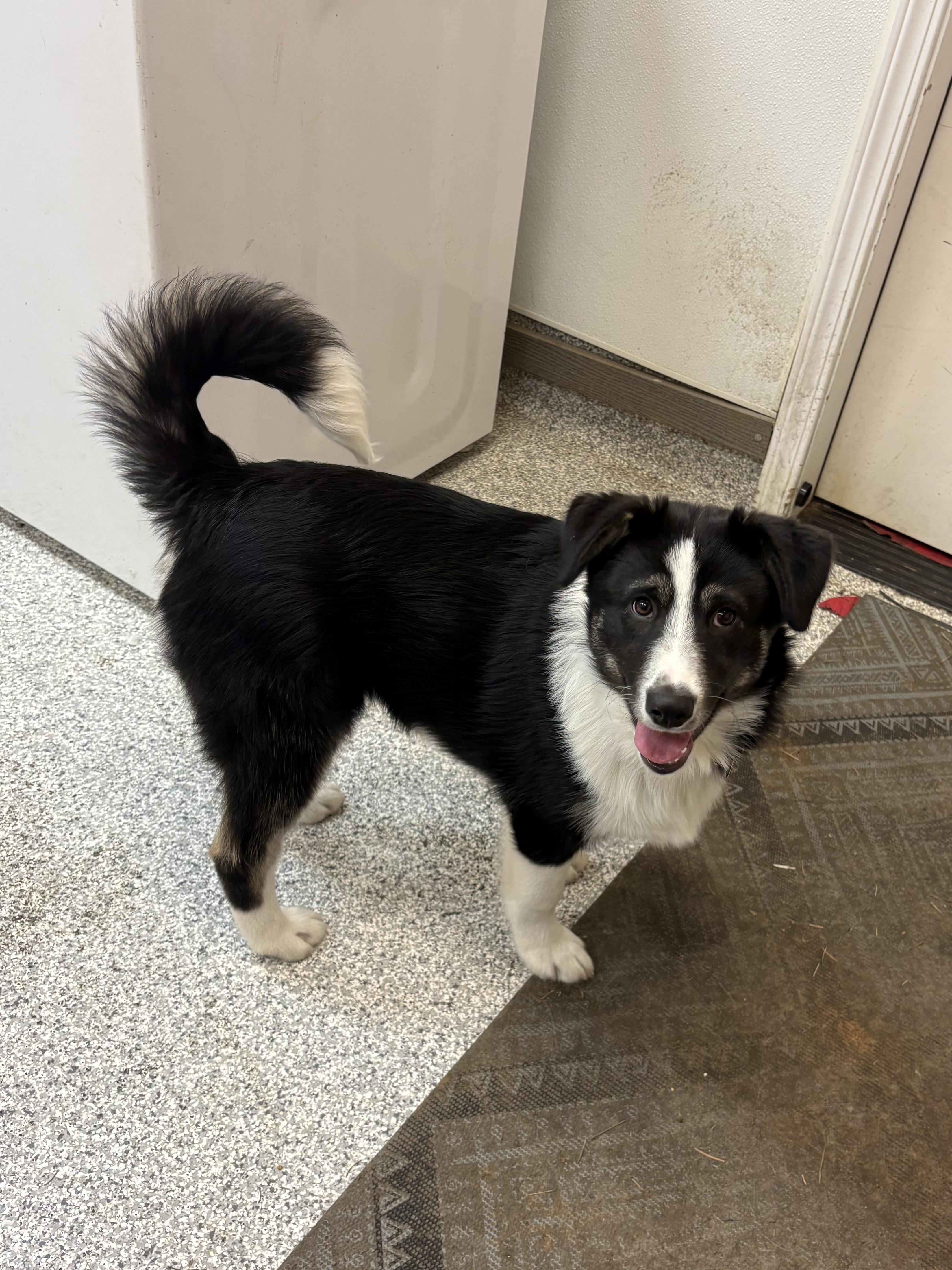 Enlarge Willow, an adopted mixed breed in Hood River, OR image 5/6