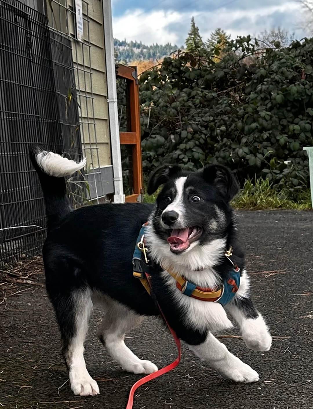 Willow, ADOPTABLE, Puppy Female Australian Shepherd & German Shepherd Dog.