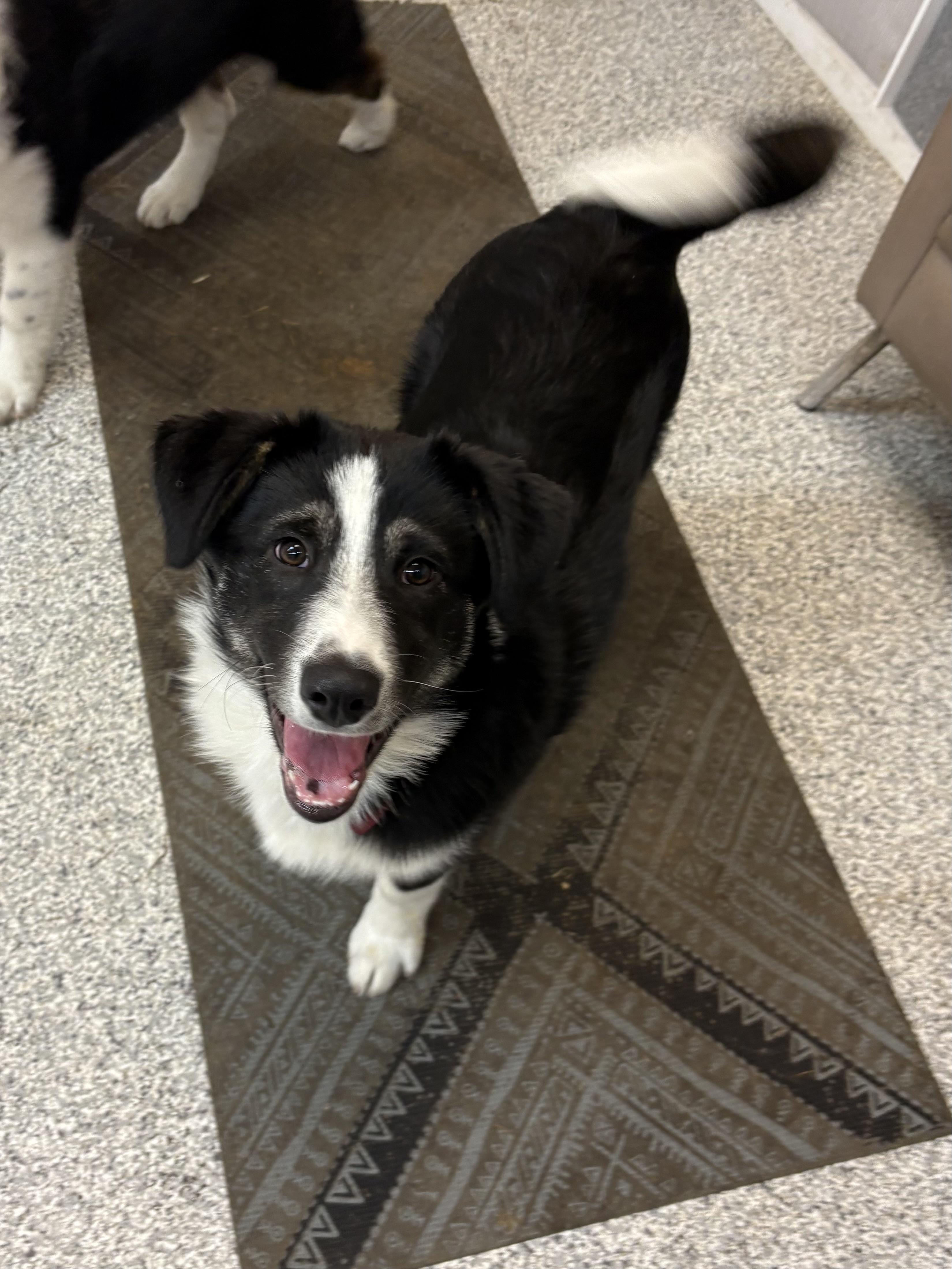 Enlarge Willow, an adopted mixed breed in Hood River, OR image 6/6