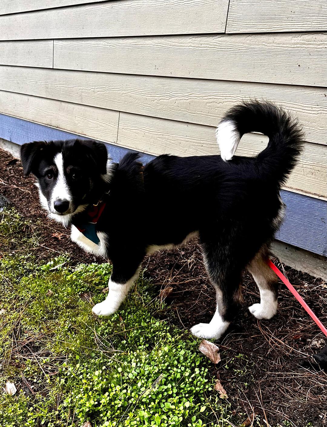 Enlarge Willow, an adopted mixed breed in Hood River, OR image 2/6