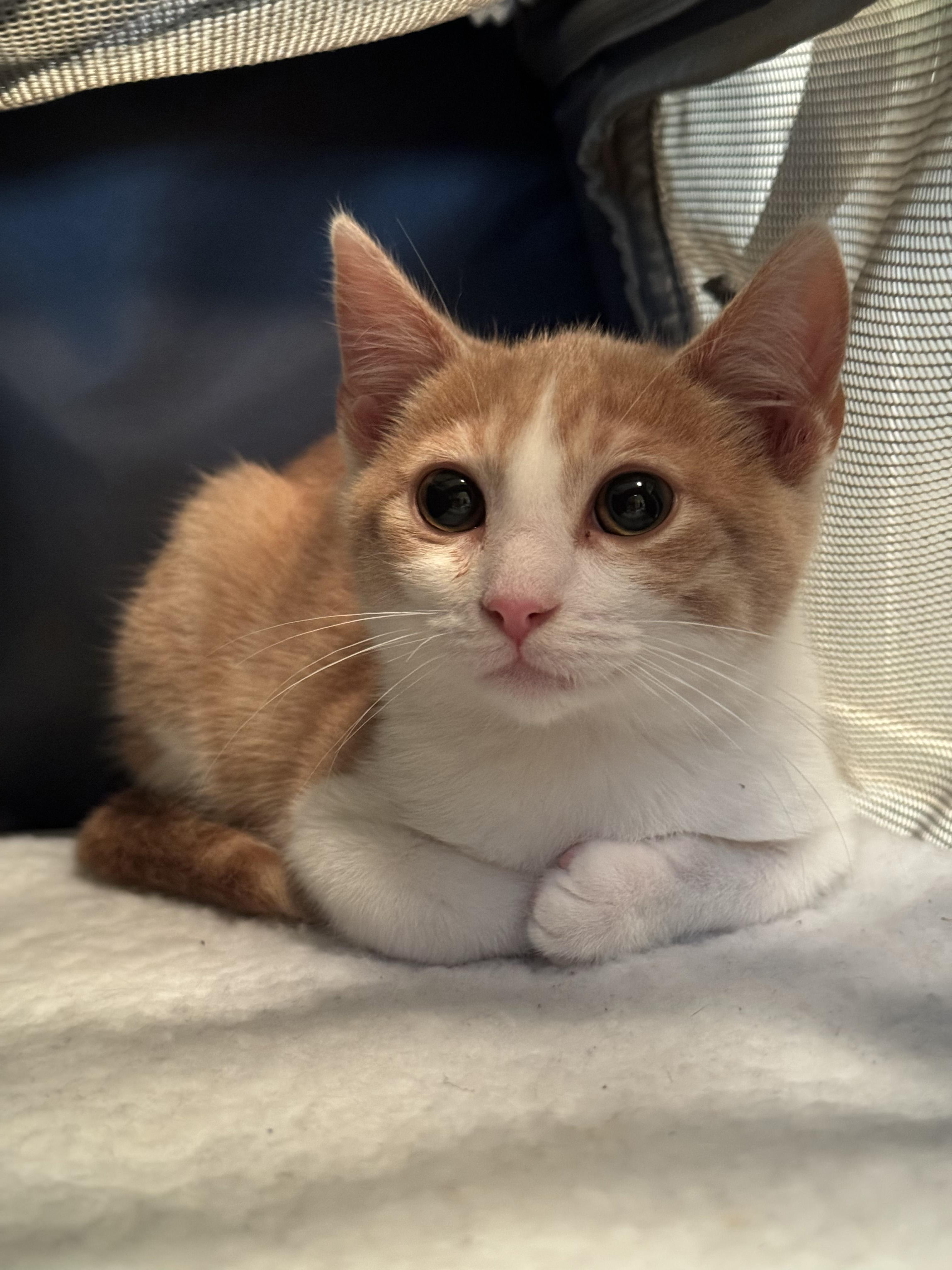 Enlarge Danny, a Adoptable American Shorthair in Glendale, CA image 1/4
