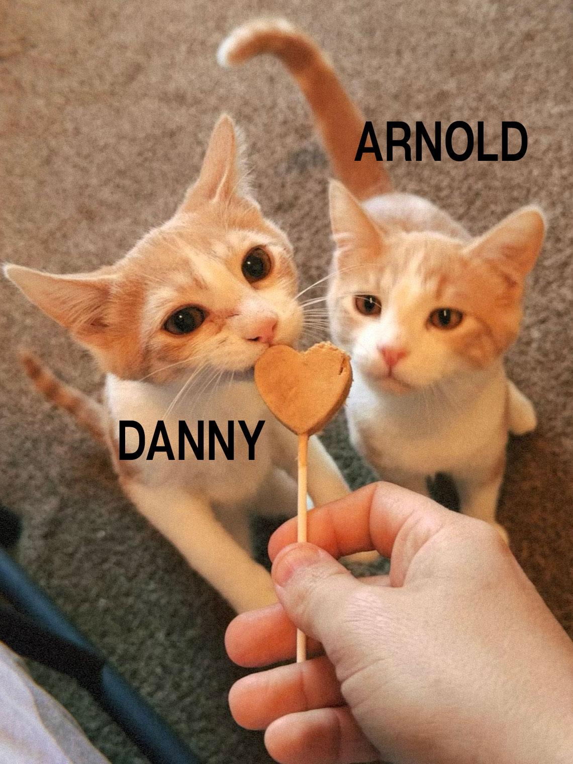 Enlarge Danny, a Adoptable American Shorthair in Glendale, CA image 3/4