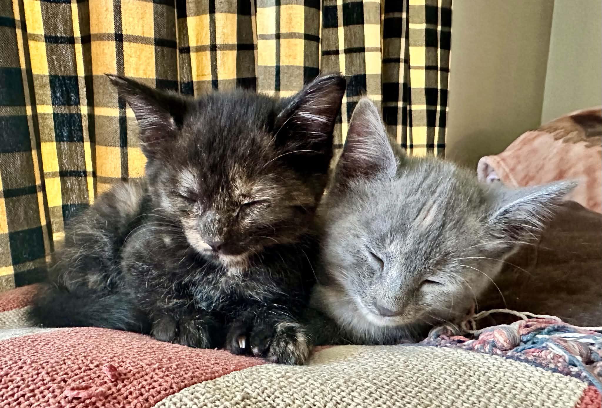 Enlarge Regina and Raven, a Adoptable Domestic Short Hair in Belchertown, MA image 2/2