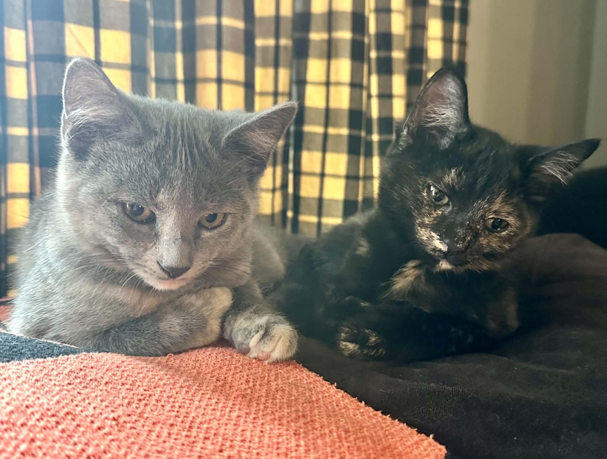 Regina and Raven, Adoptable, Young Female Domestic Short Hair.
