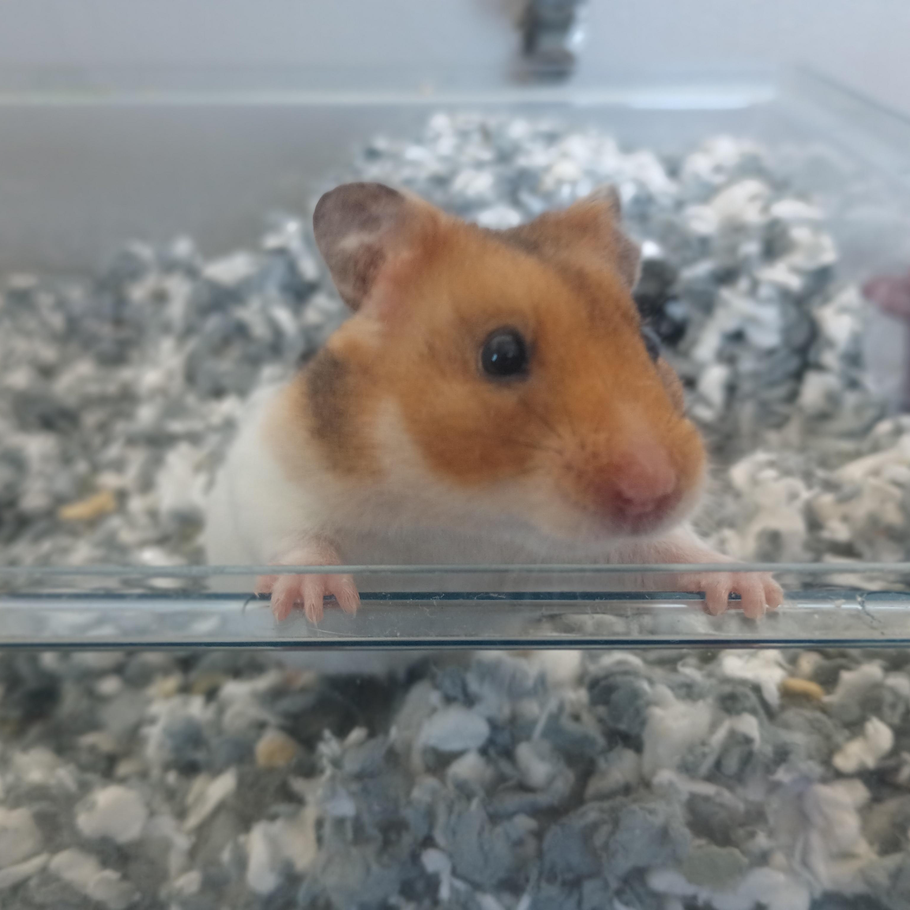 Teddy, ADOPTABLE, Adult Female Hamster.
