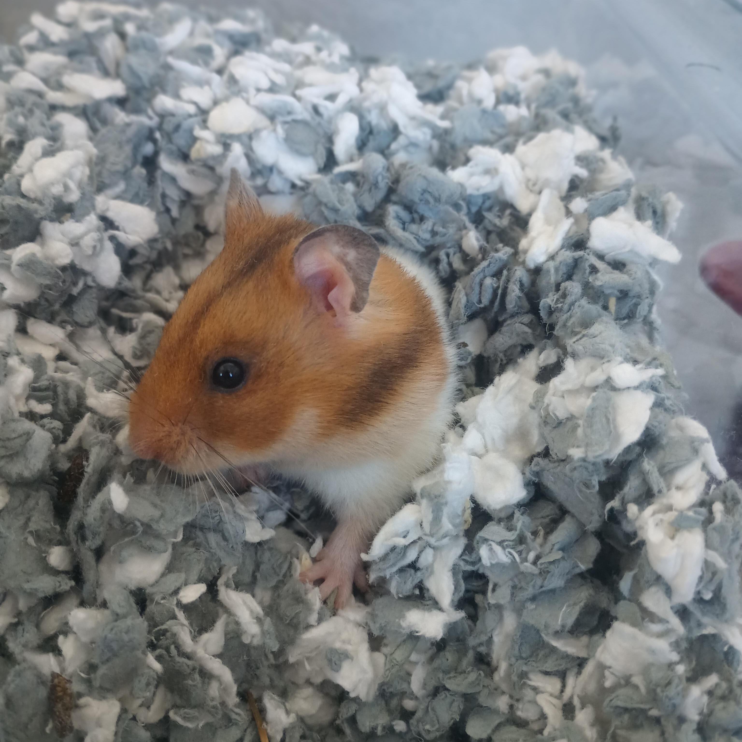 Enlarge Teddy, an adopted Hamster in Buena Vista, CO image 4/5