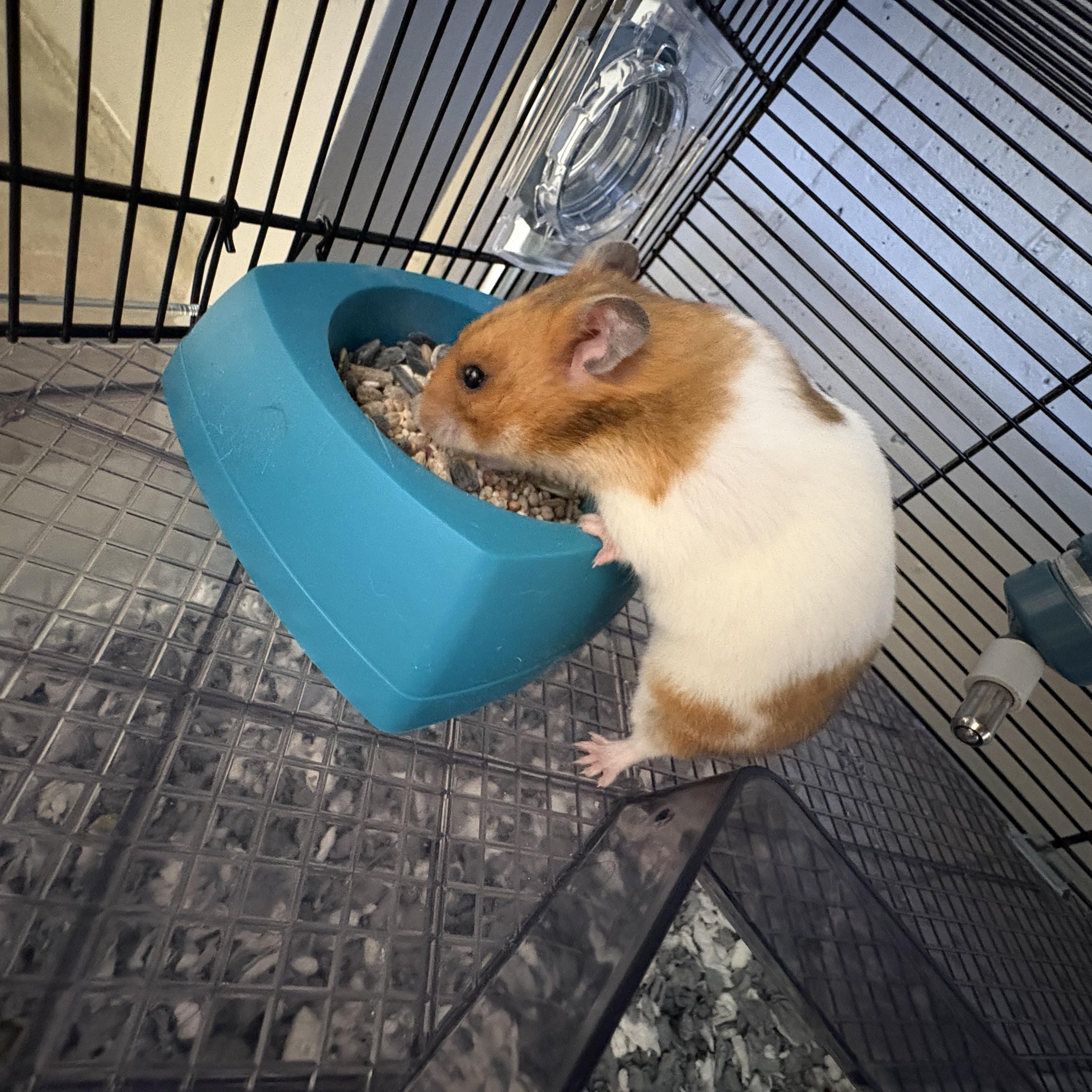 Enlarge Teddy, an adopted Hamster in Buena Vista, CO image 2/5