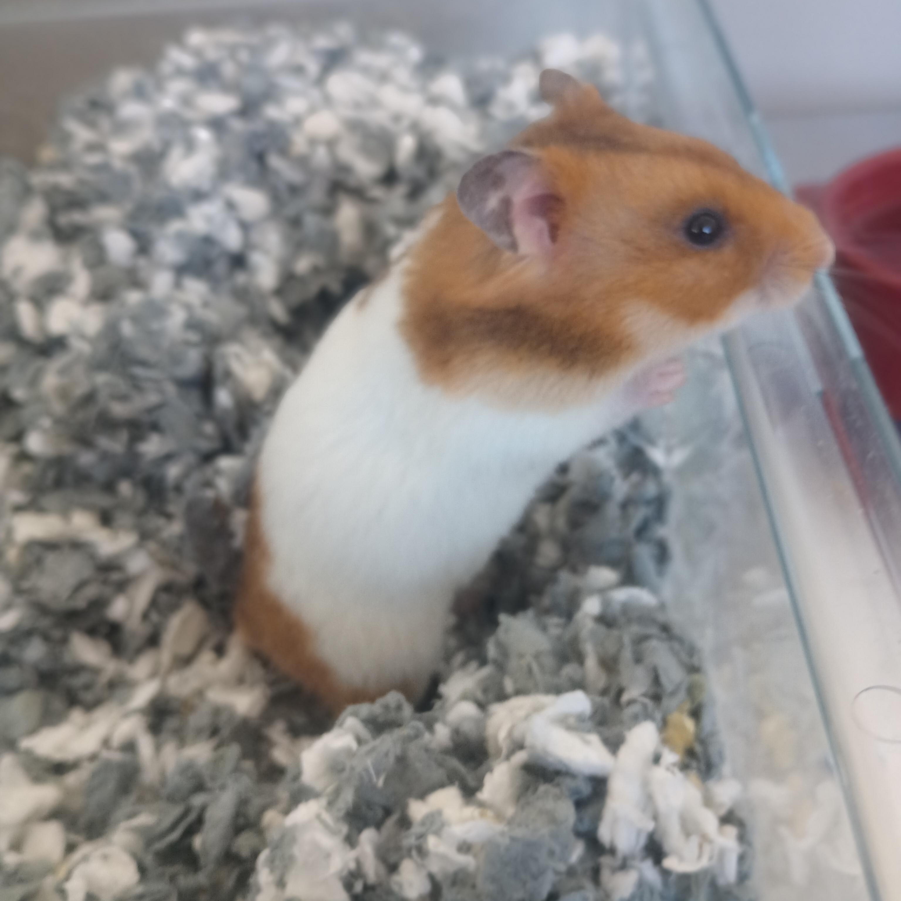 Enlarge Teddy, an adopted Hamster in Buena Vista, CO image 5/5