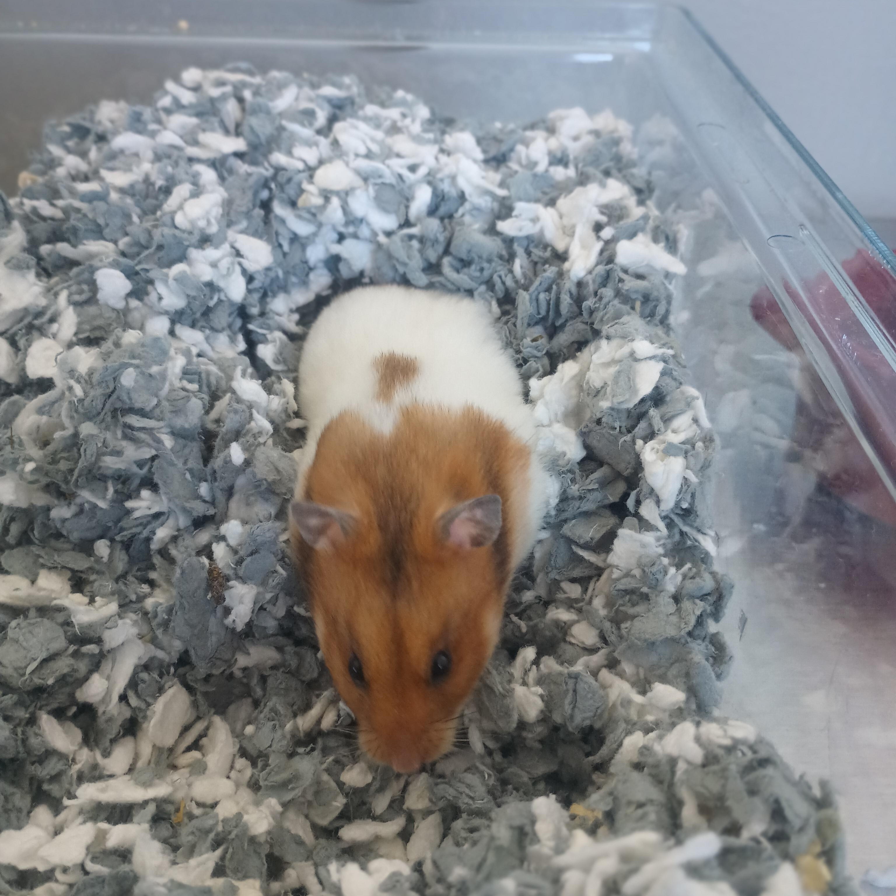 Enlarge Teddy, an adopted Hamster in Buena Vista, CO image 3/5