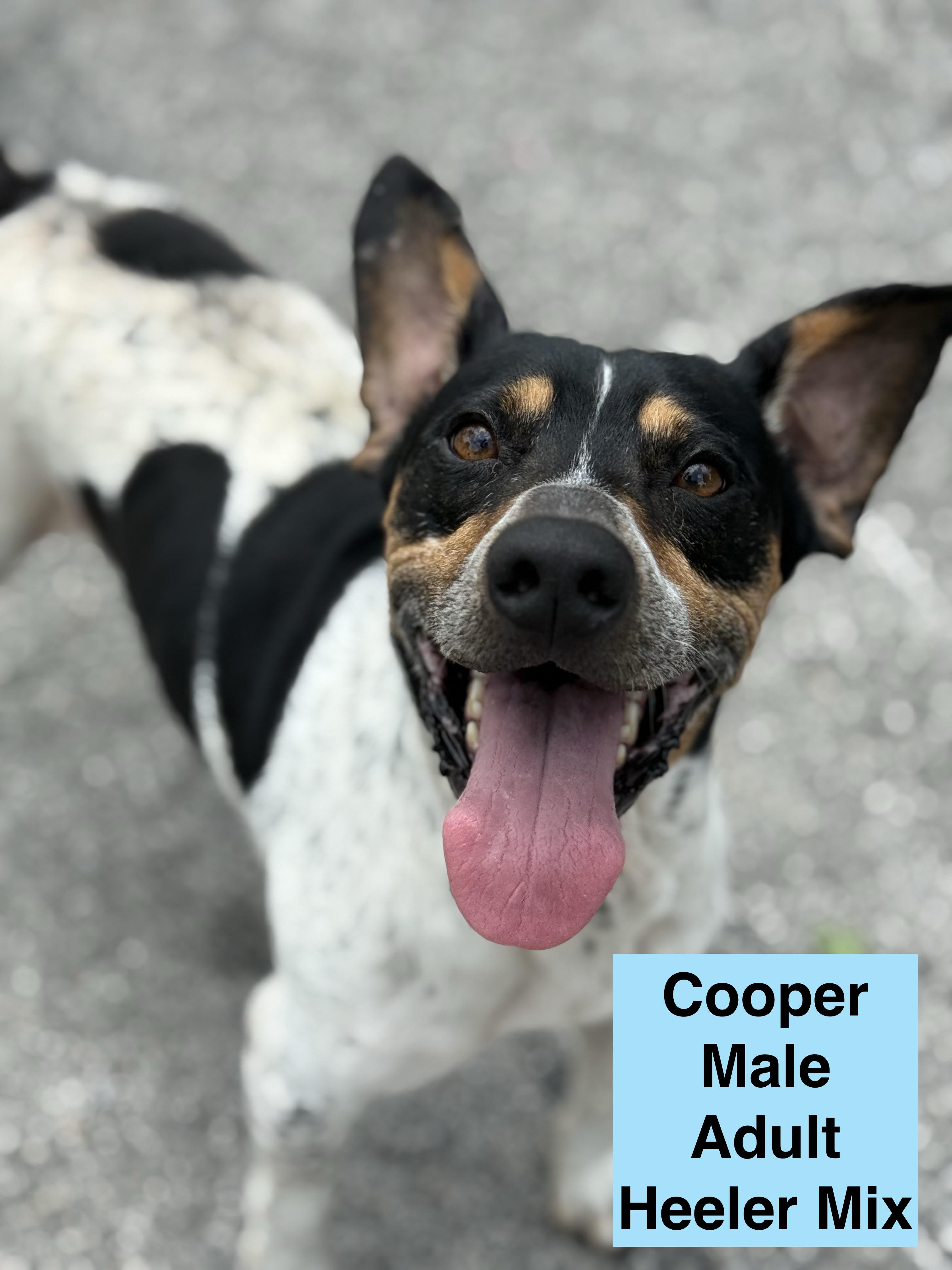 Cooper, Adoptable, Adult Male Australian Cattle Dog / Blue Heeler.