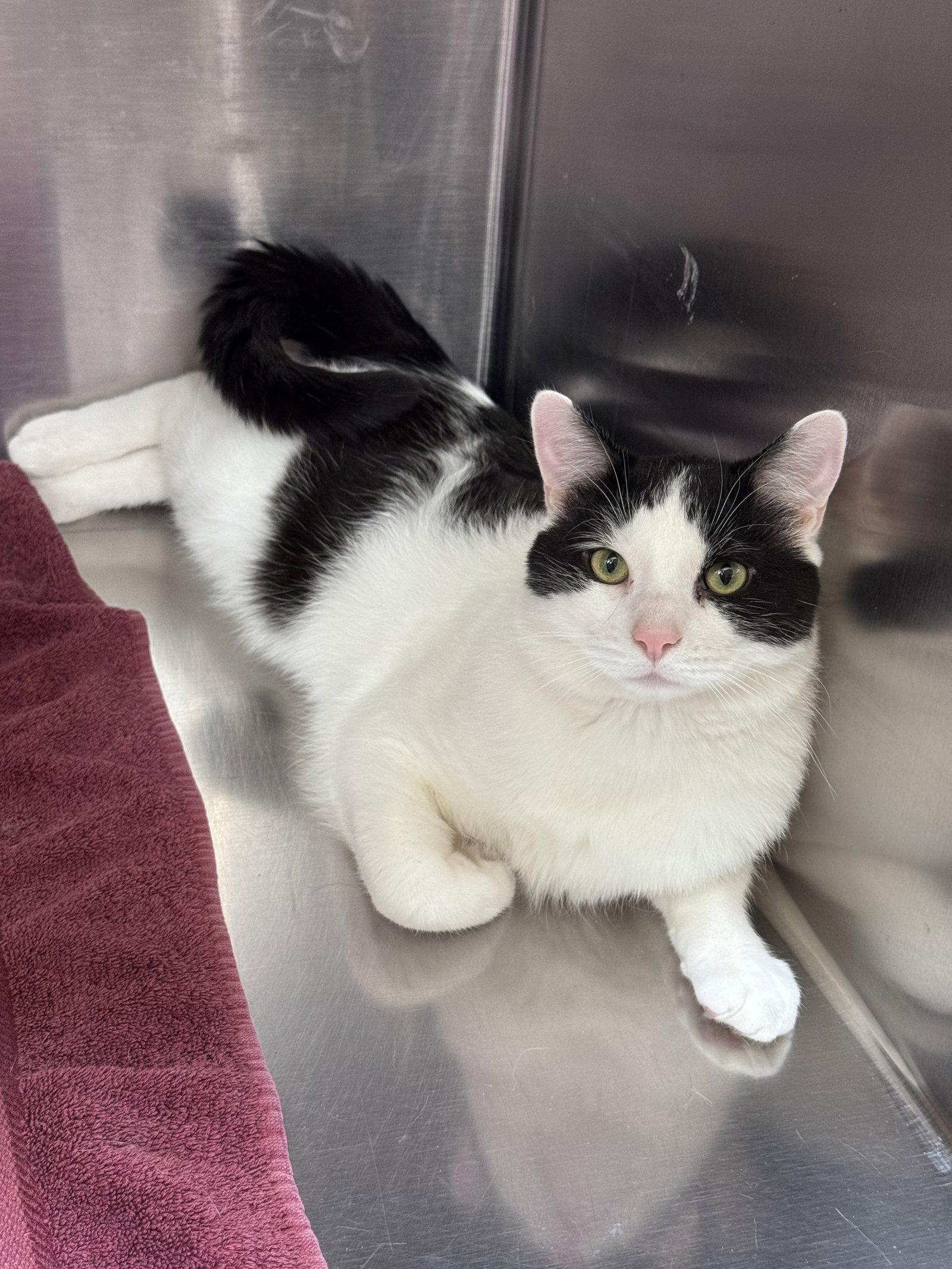 Mickle & Byrdie (bonded pair), Adoptable, Adult Male Domestic Short Hair.