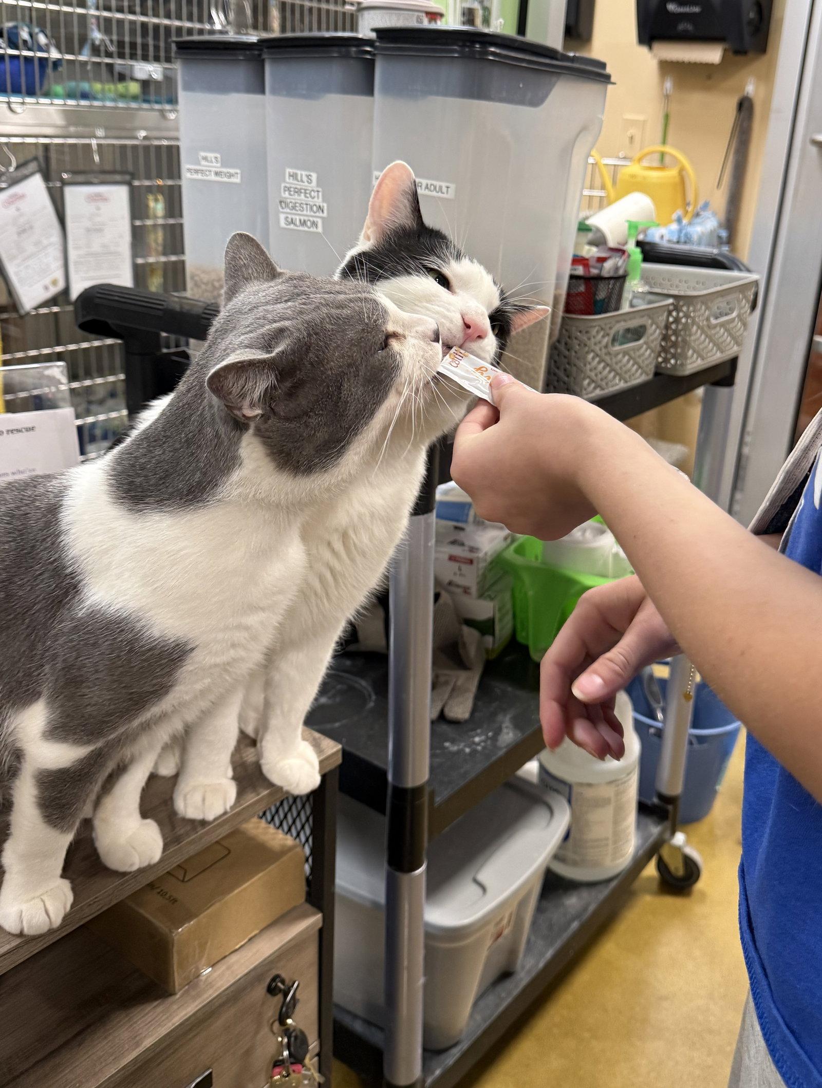 Enlarge Mickle & Byrdie (bonded pair), a Adoptable Domestic Short Hair in Wheaton, IL image 2/3
