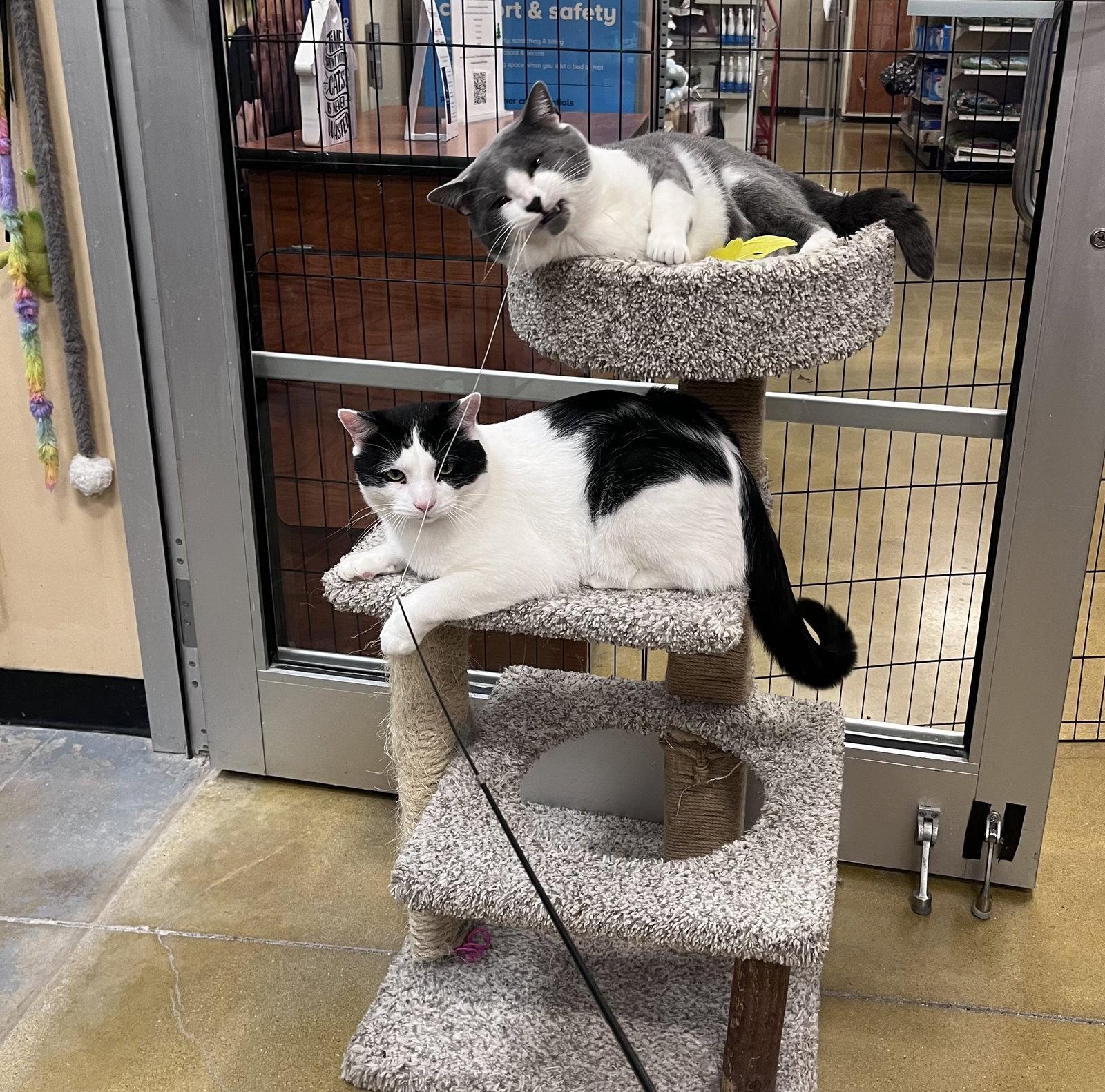 Enlarge Mickle & Byrdie (bonded pair), a Adoptable Domestic Short Hair in Wheaton, IL image 3/3