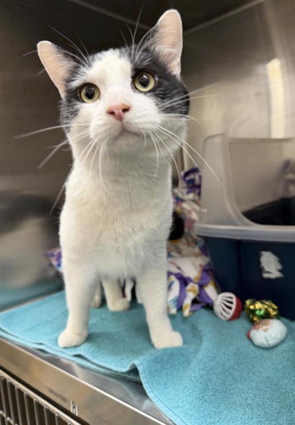 Enlarge Mickle & Byrdie (bonded pair), a Adoptable Domestic Short Hair in Wheaton, IL image 2/3