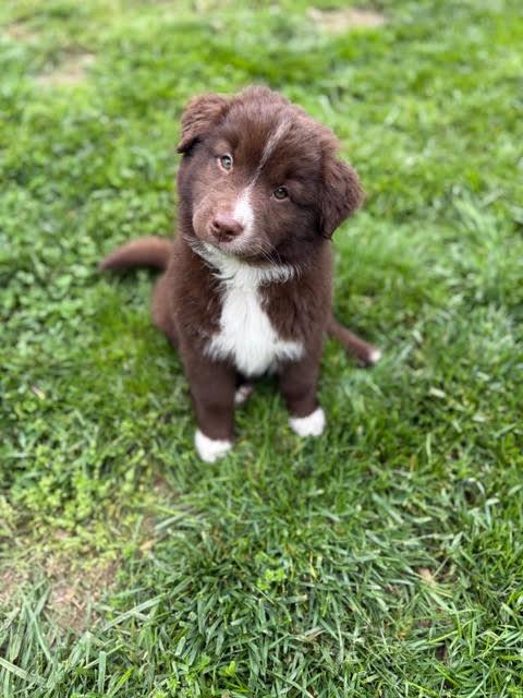 Andre Agassi, Adopted, Puppy Male Australian Shepherd & Shepherd.