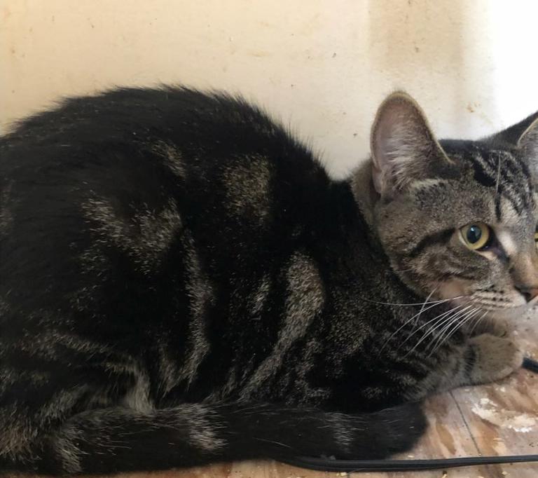 Marbly, a kitten who desperately needs help