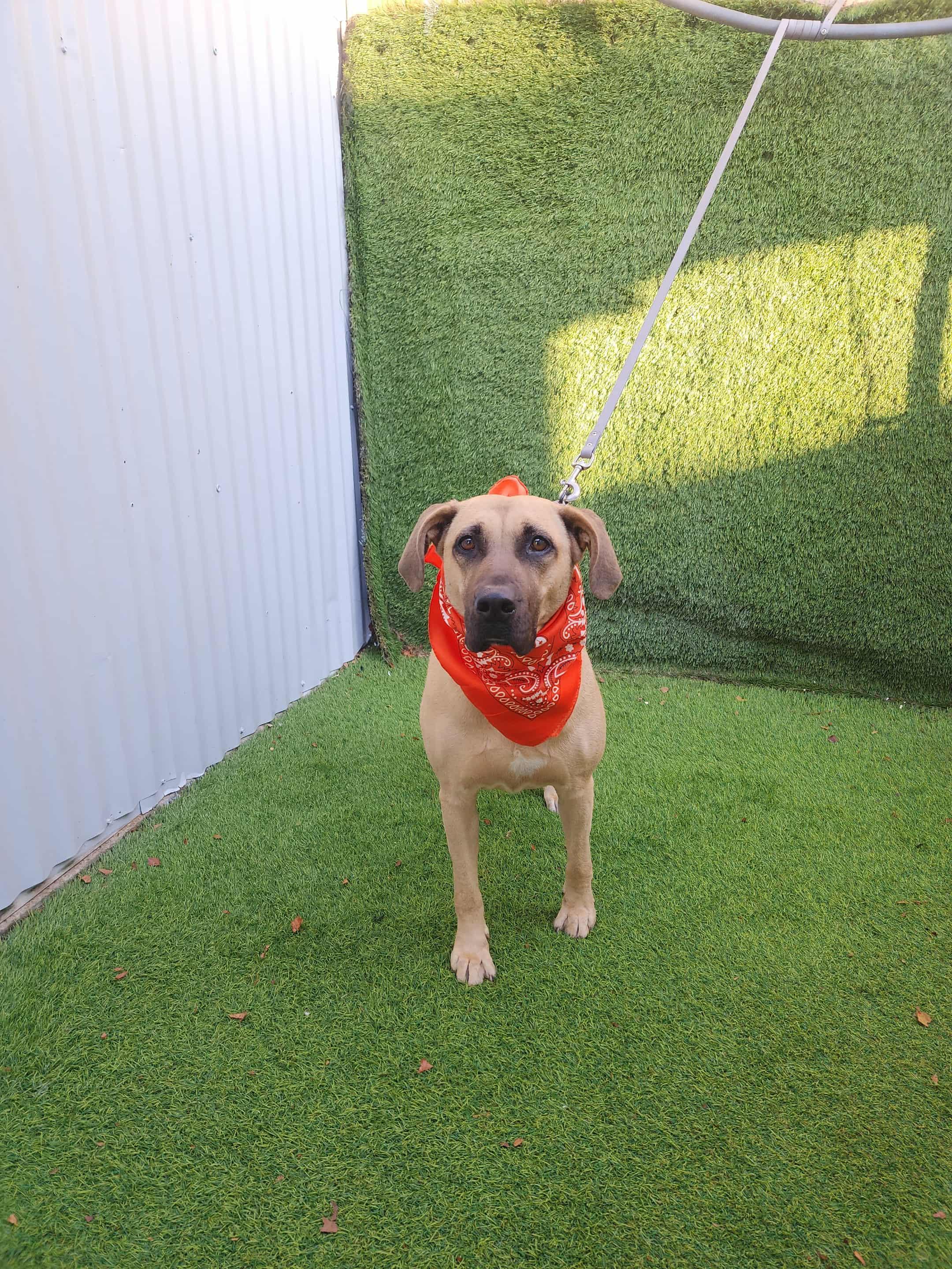 Enlarge Gin, an adopted mixed breed in Houston, TX image 3/6