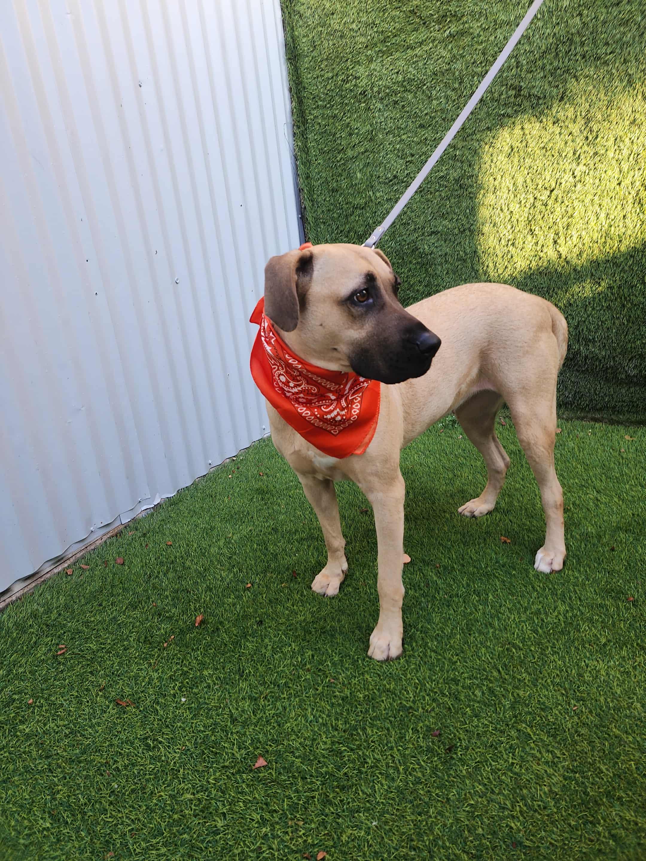 Enlarge Gin, an adopted mixed breed in Houston, TX image 4/6