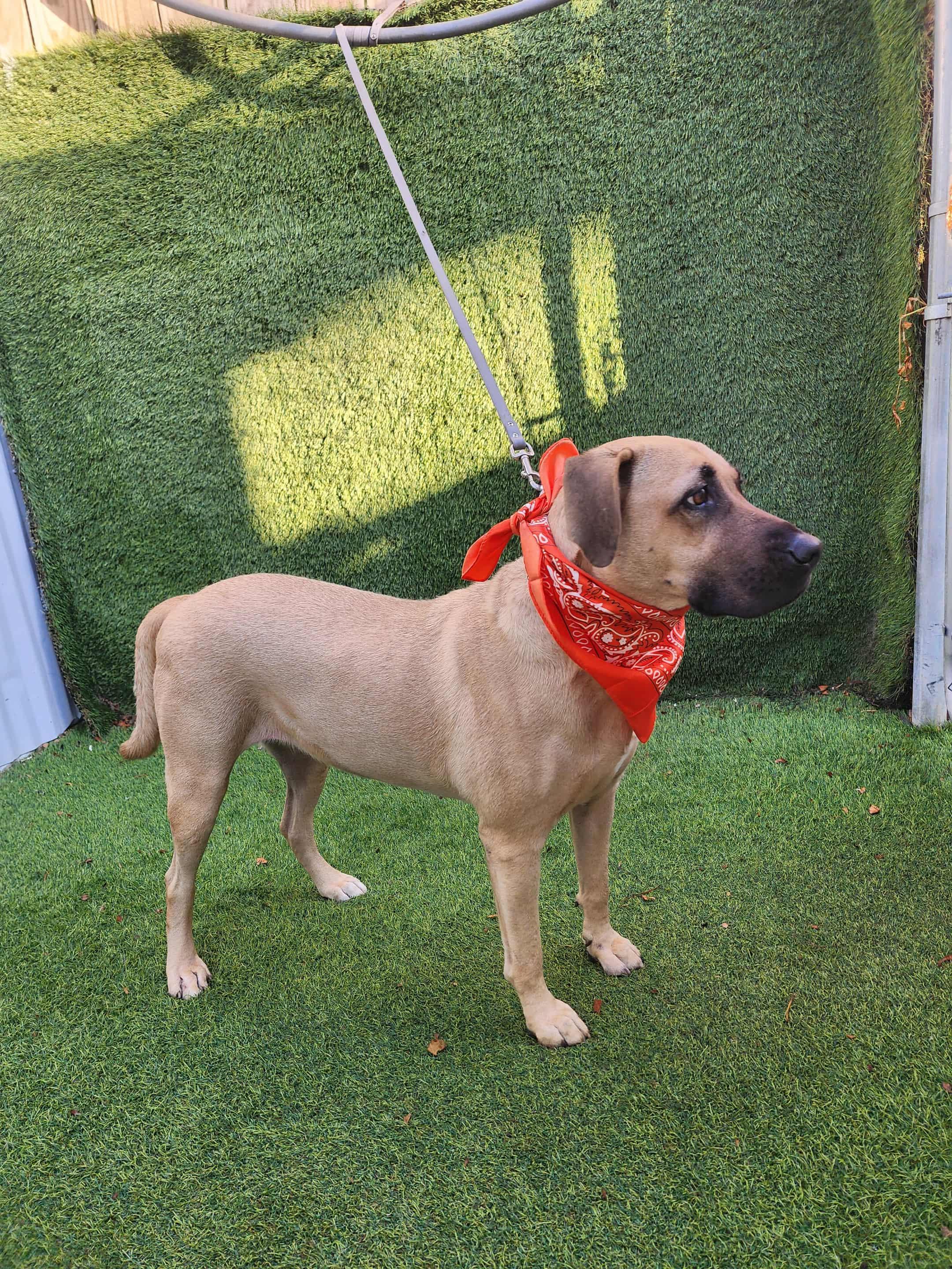 Enlarge Gin, an adopted mixed breed in Houston, TX image 6/6