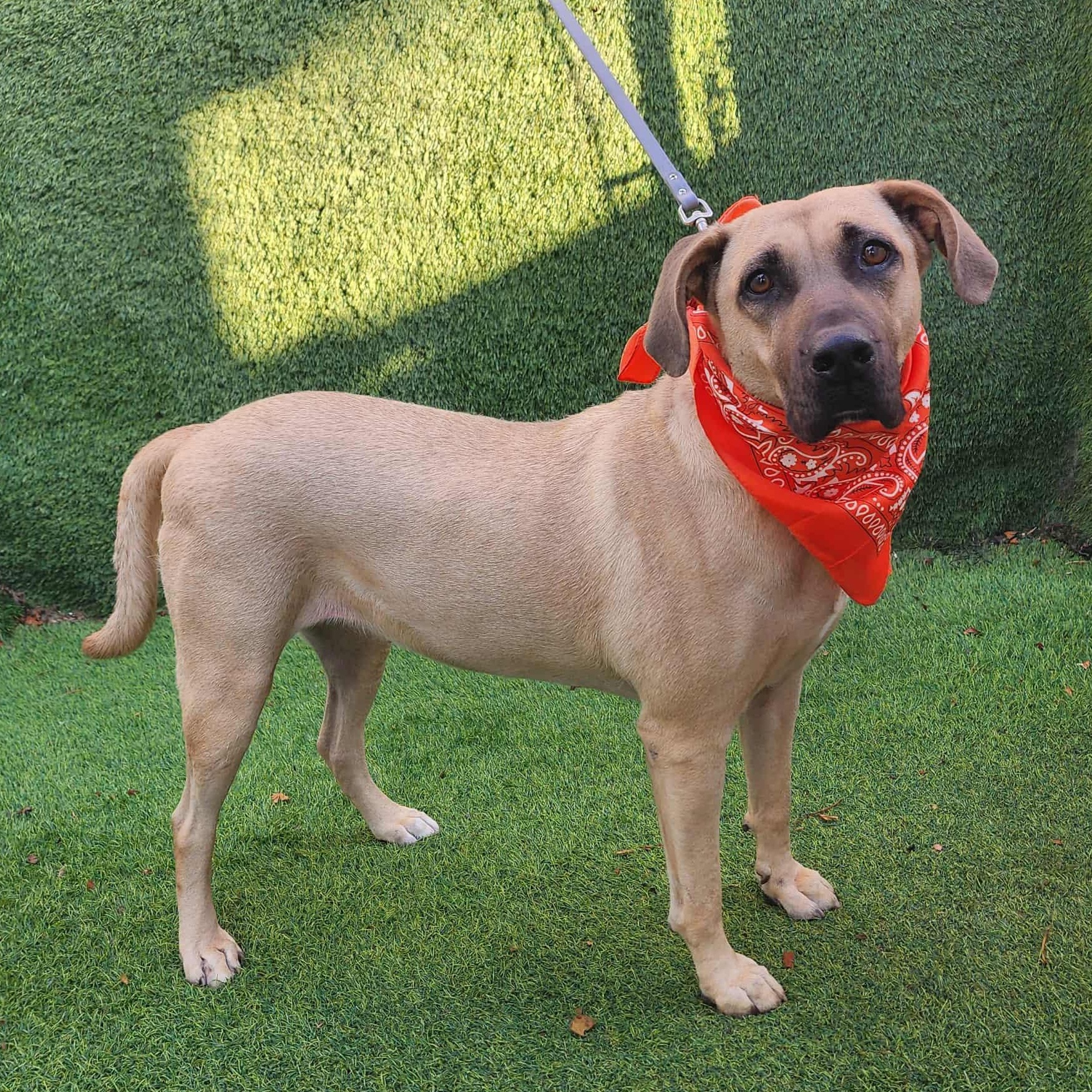 Enlarge Gin, an adopted mixed breed in Houston, TX image 2/6