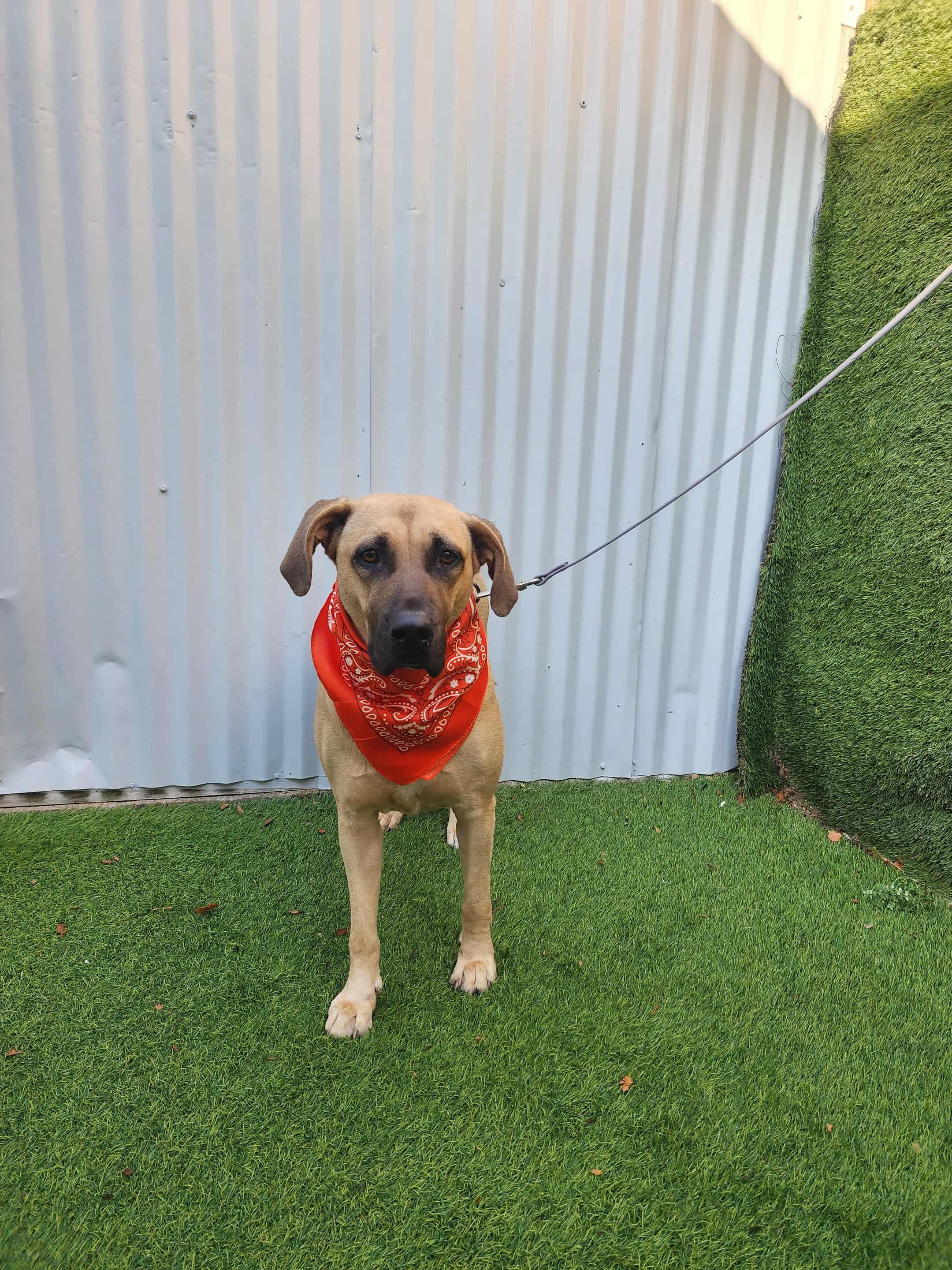 Enlarge Gin, an adopted mixed breed in Houston, TX image 5/6