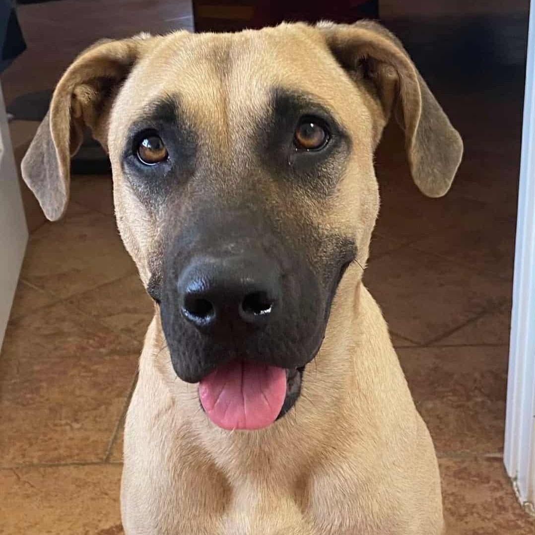Gin, adopted, Adult Female Black Mouth Cur.
