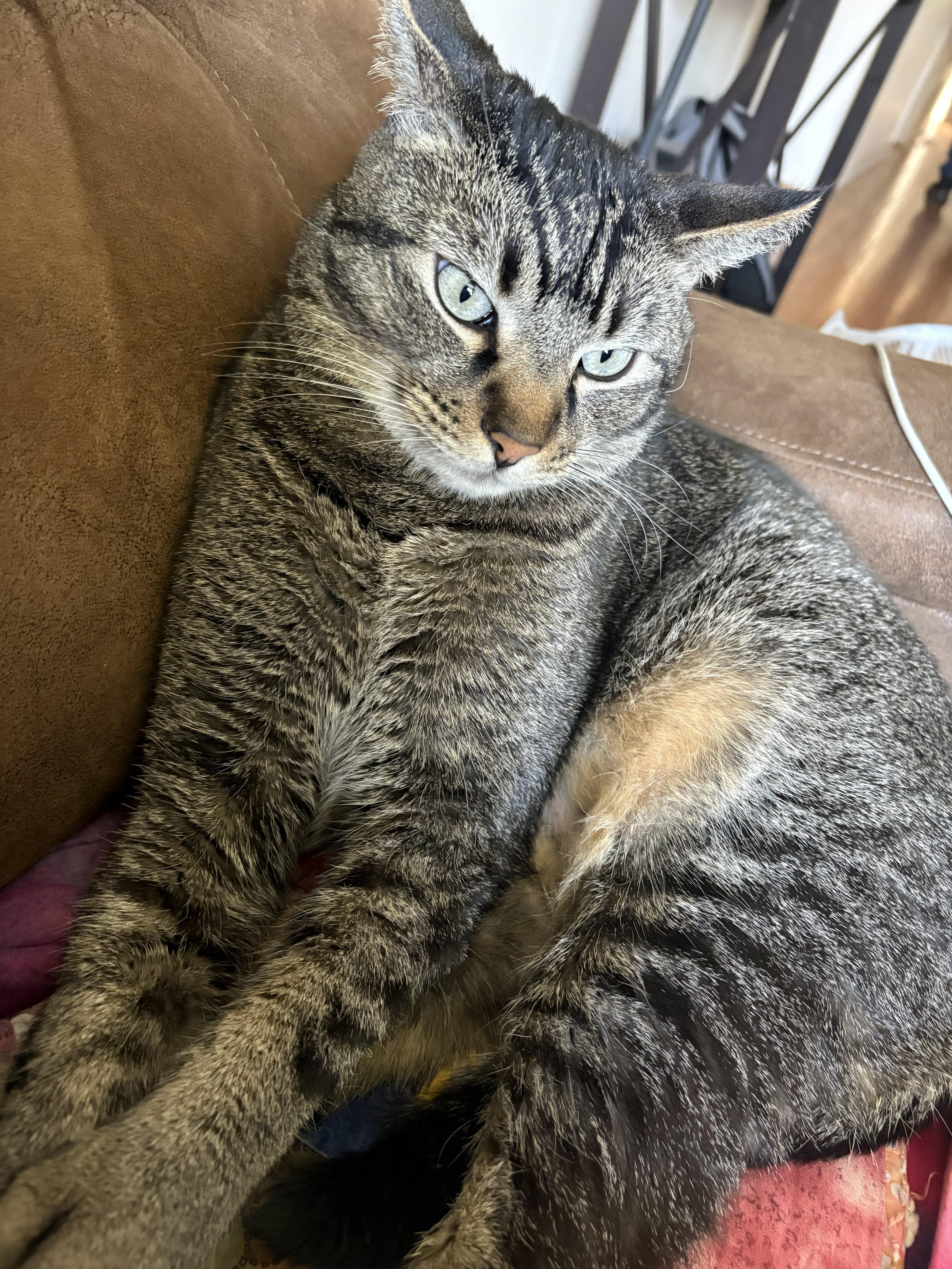 Winston, ADOPTABLE, Adult Male Tabby.