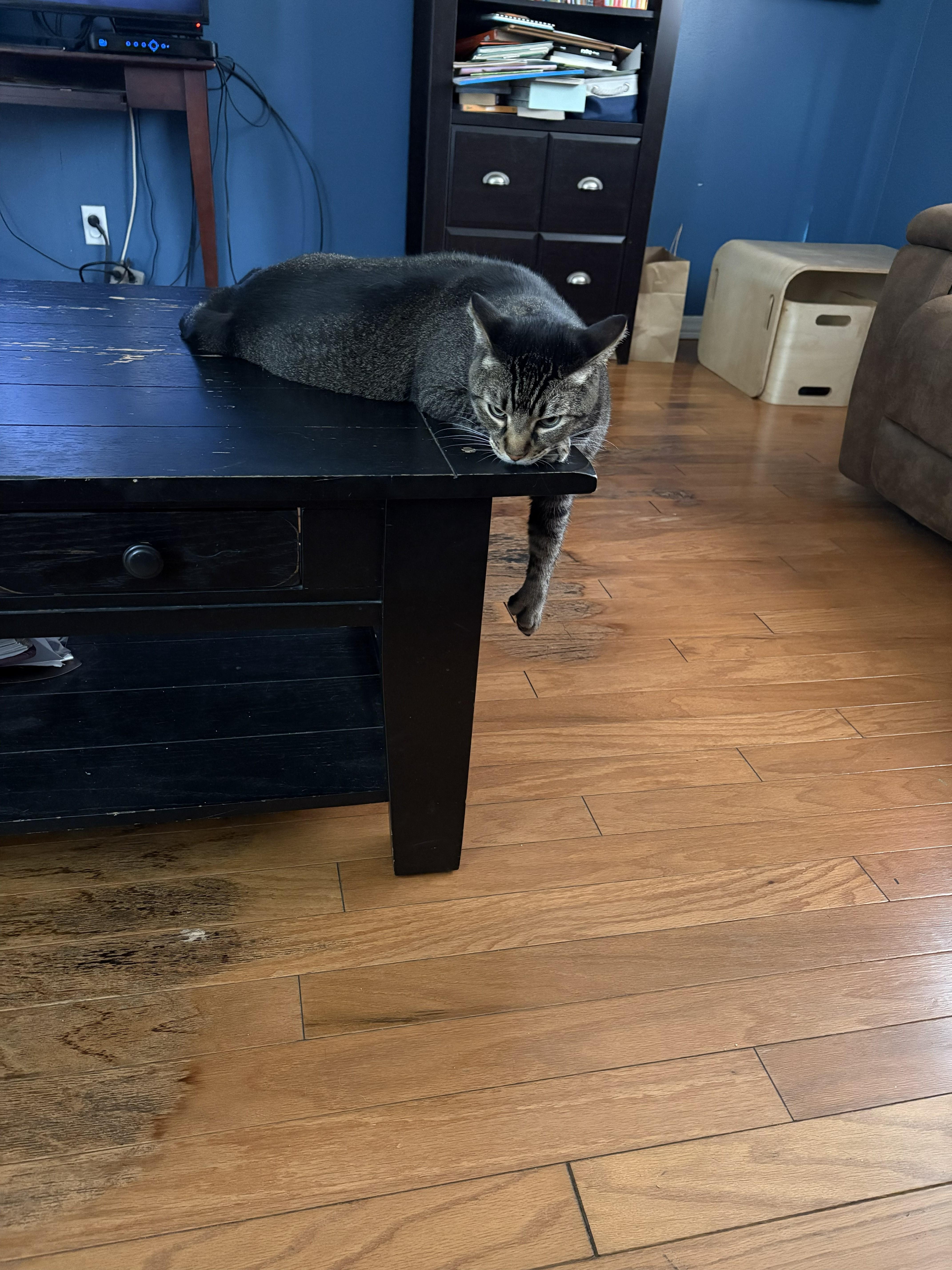 Enlarge Winston, a ADOPTABLE Tabby in Monrovia , CA image 2/2