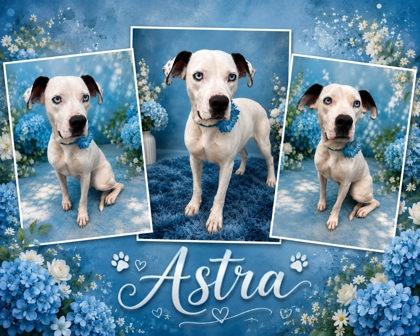 Astra, Adoptable, Young Female Pit Bull Terrier & Mixed Breed.