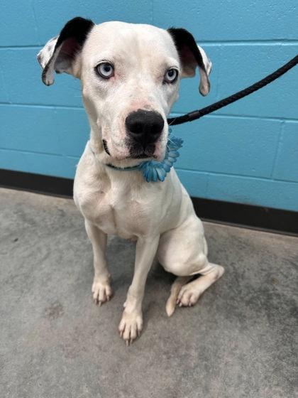 Enlarge Astra, a Adoptable mixed breed in Seagoville, TX image 2/2