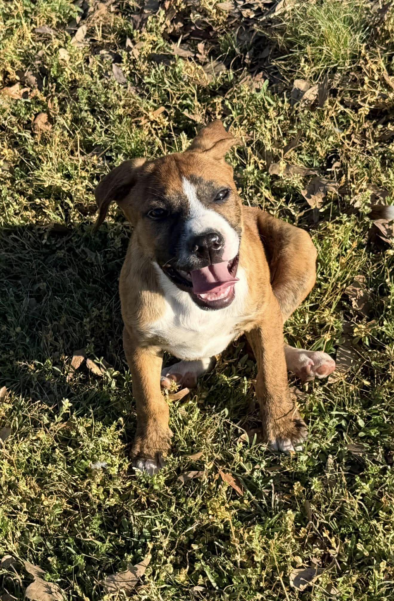 Tina, ADOPTABLE, Puppy Female Mixed Breed.