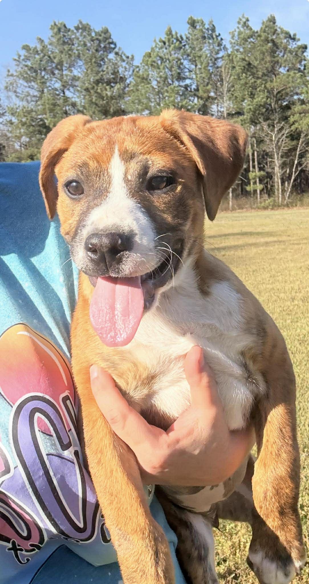 Enlarge Tina, a ADOPTABLE Mixed Breed in Northwood, NH image 5/5