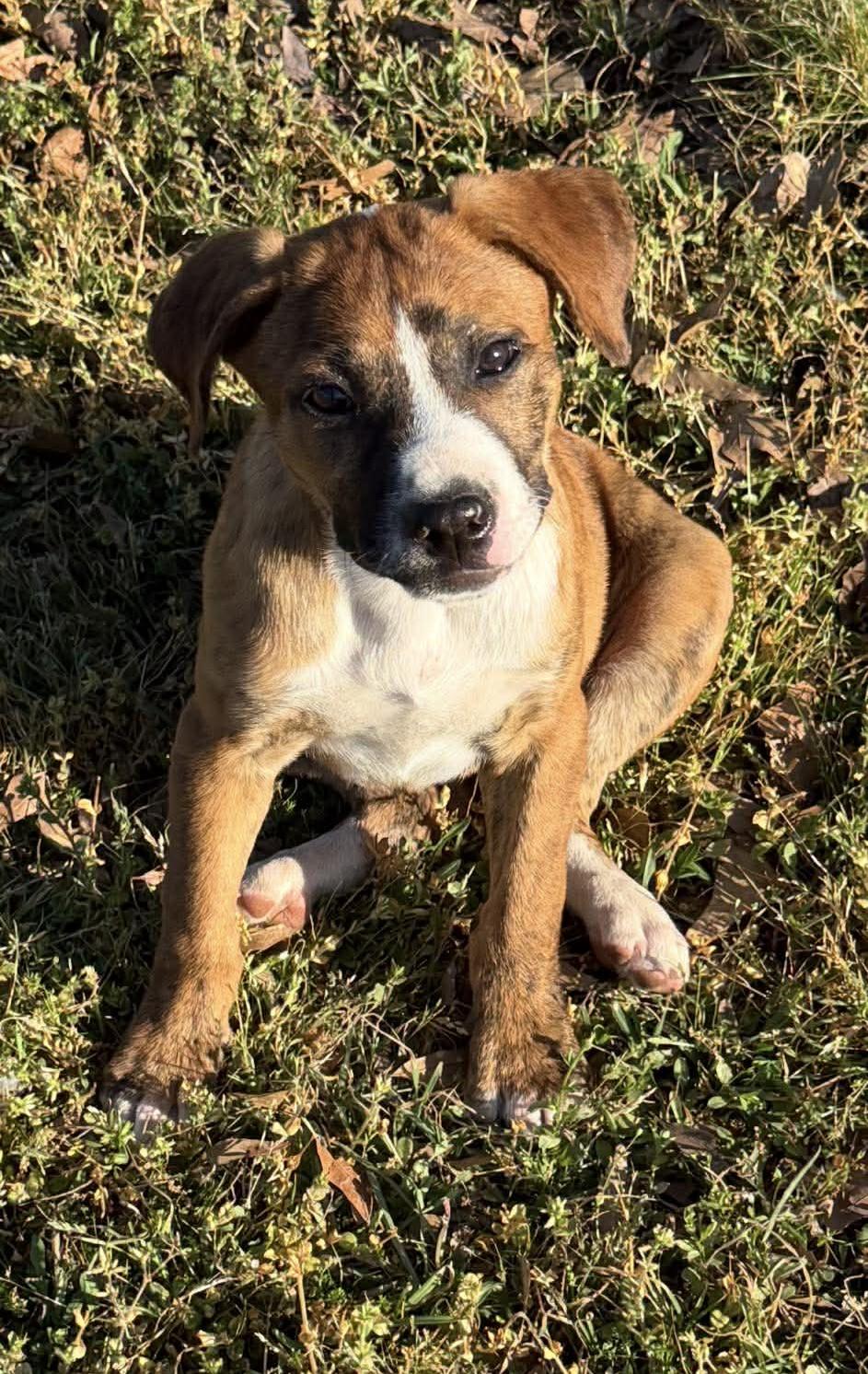 Enlarge Tina, a ADOPTABLE Mixed Breed in Northwood, NH image 4/5