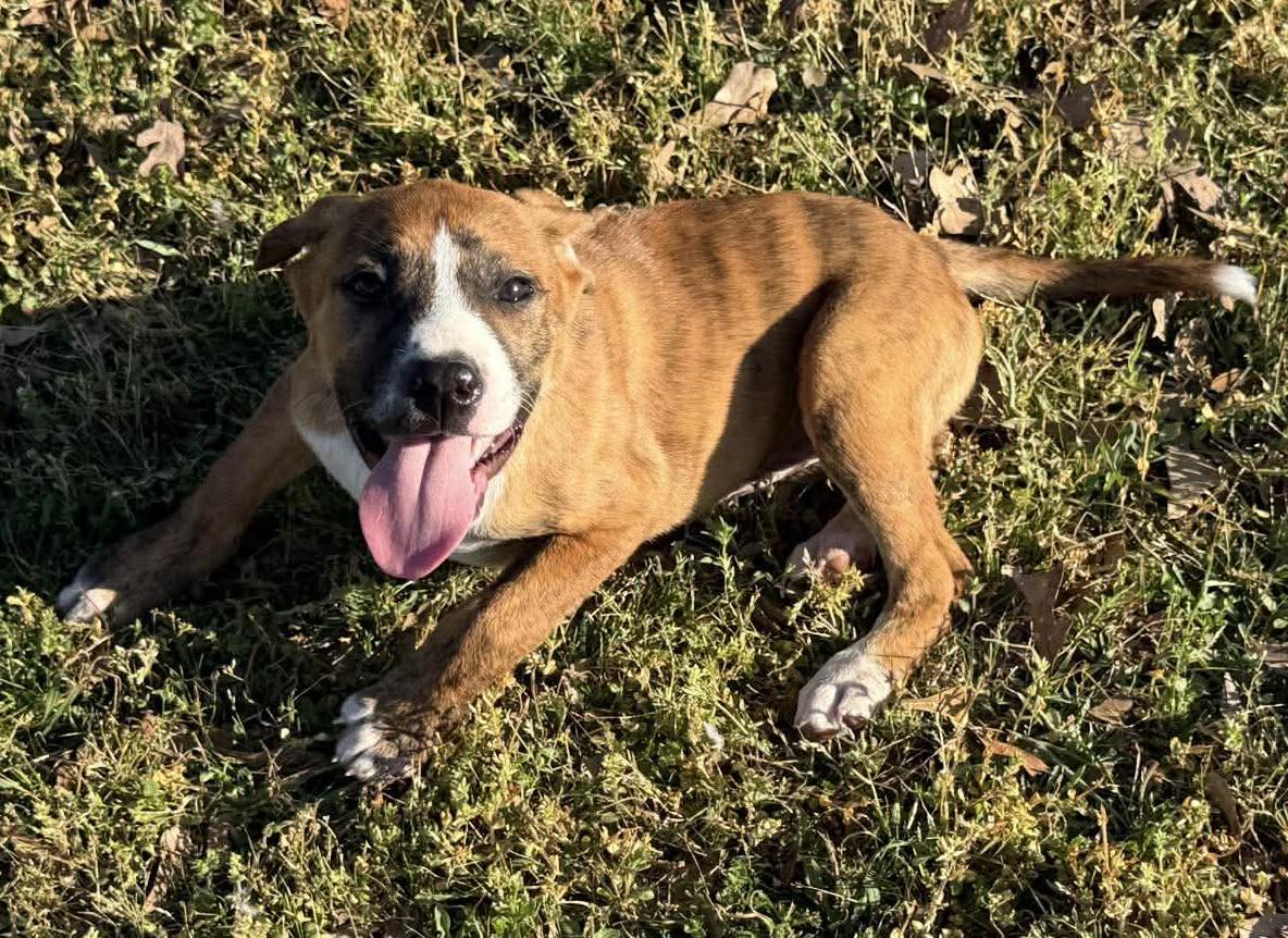 Enlarge Tina, a ADOPTABLE Mixed Breed in Northwood, NH image 3/5