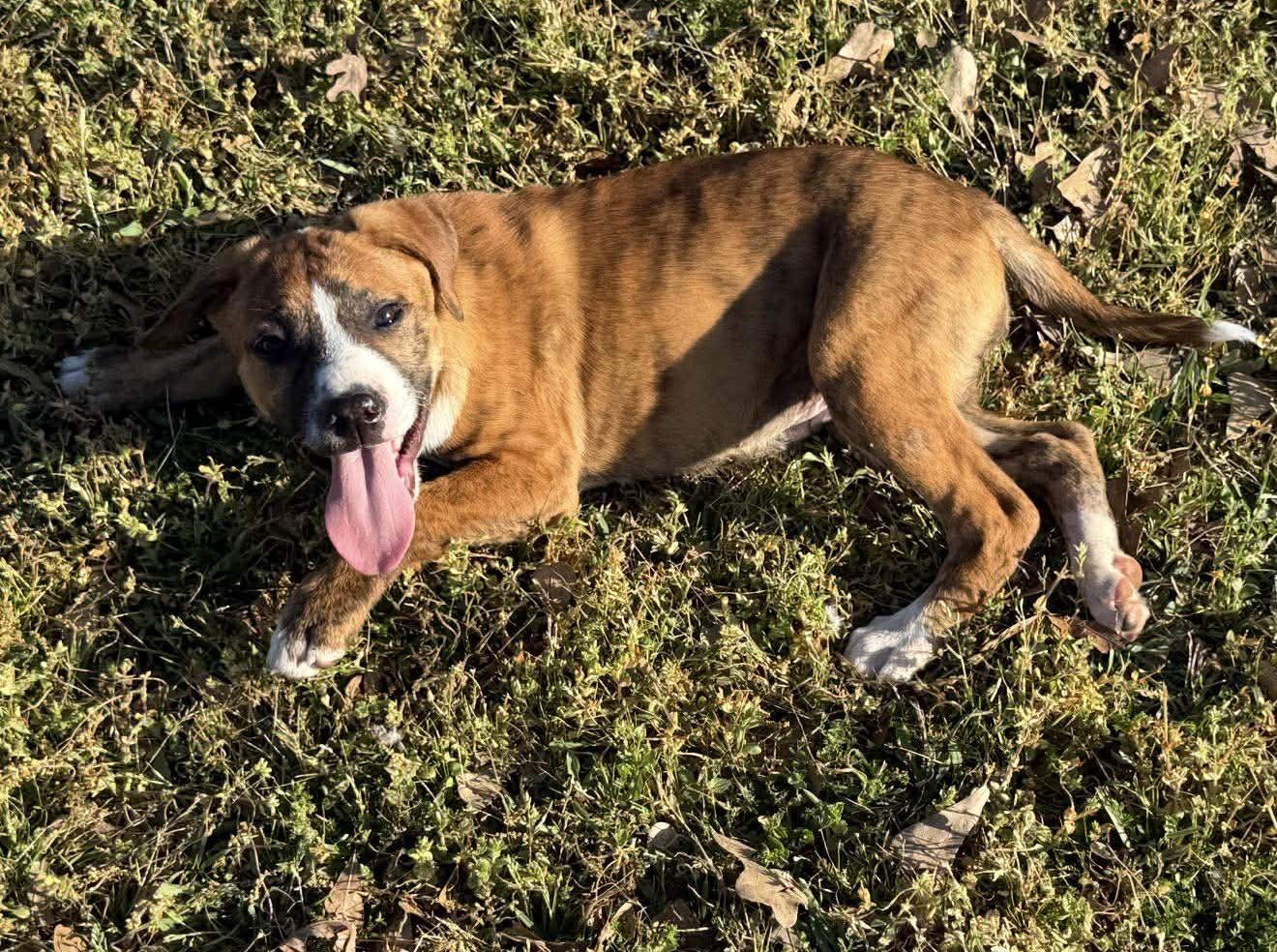 Enlarge Tina, a ADOPTABLE Mixed Breed in Northwood, NH image 2/5