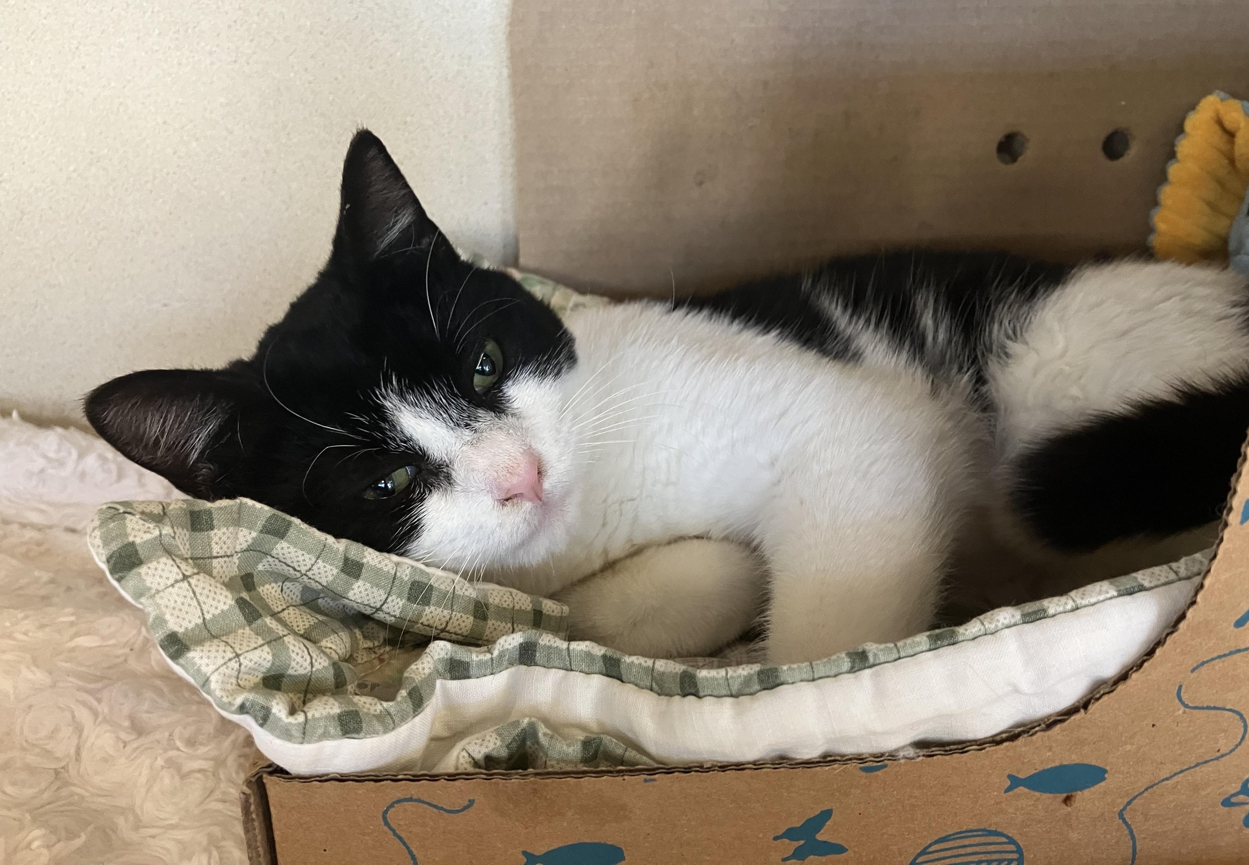 Enlarge Joan Jett, an adopted Domestic Short Hair in Eatontown, NJ image 2/5