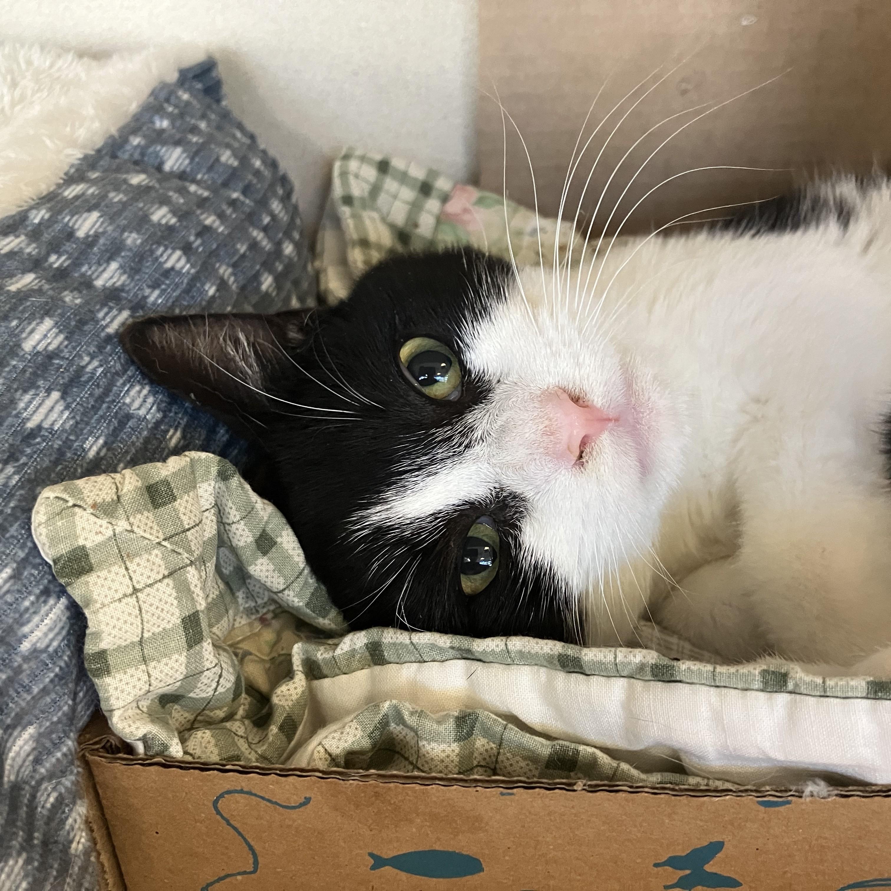 Enlarge Joan Jett, an adopted Domestic Short Hair in Eatontown, NJ image 1/5