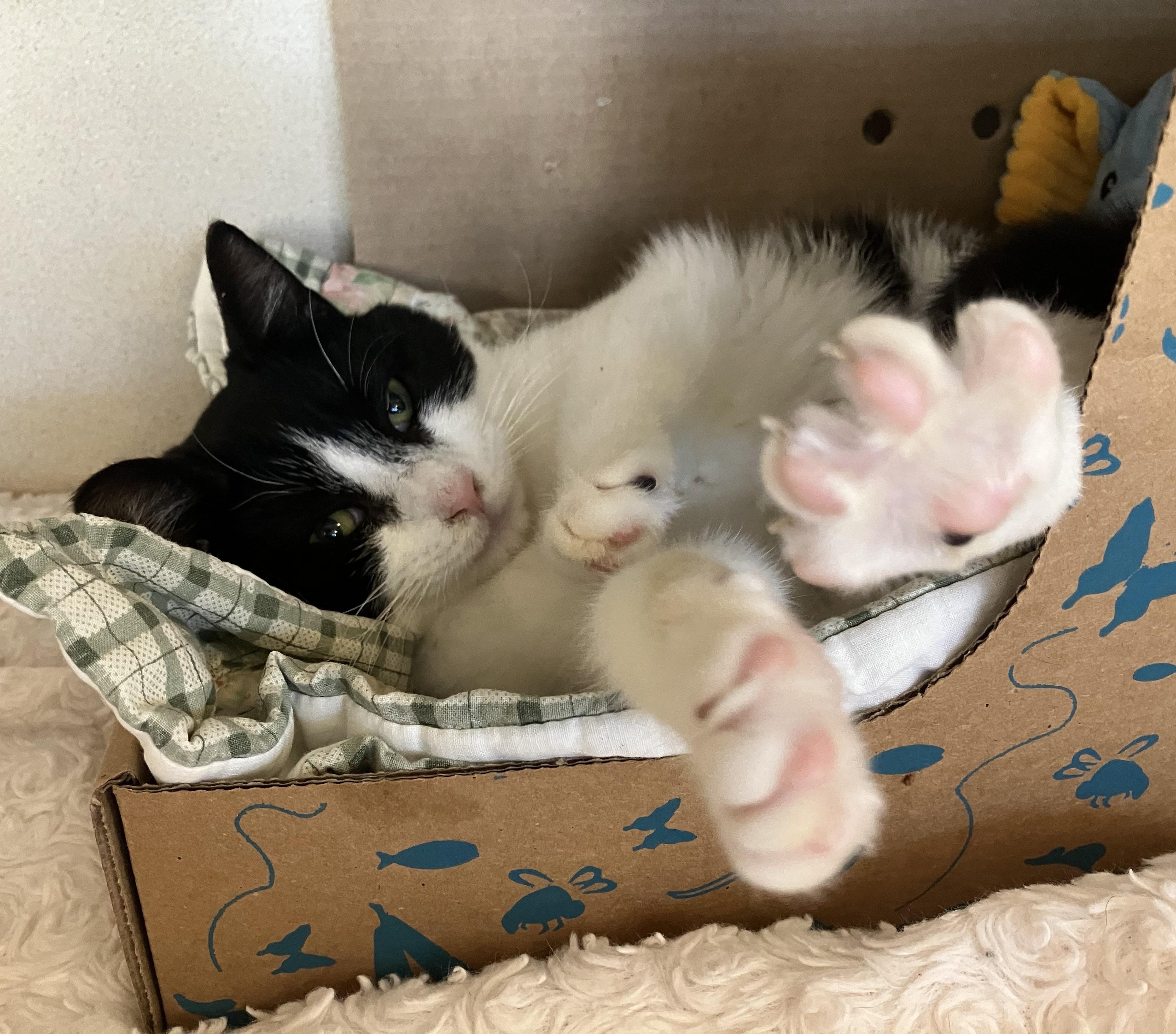 Enlarge Joan Jett, an adopted Domestic Short Hair in Eatontown, NJ image 5/5