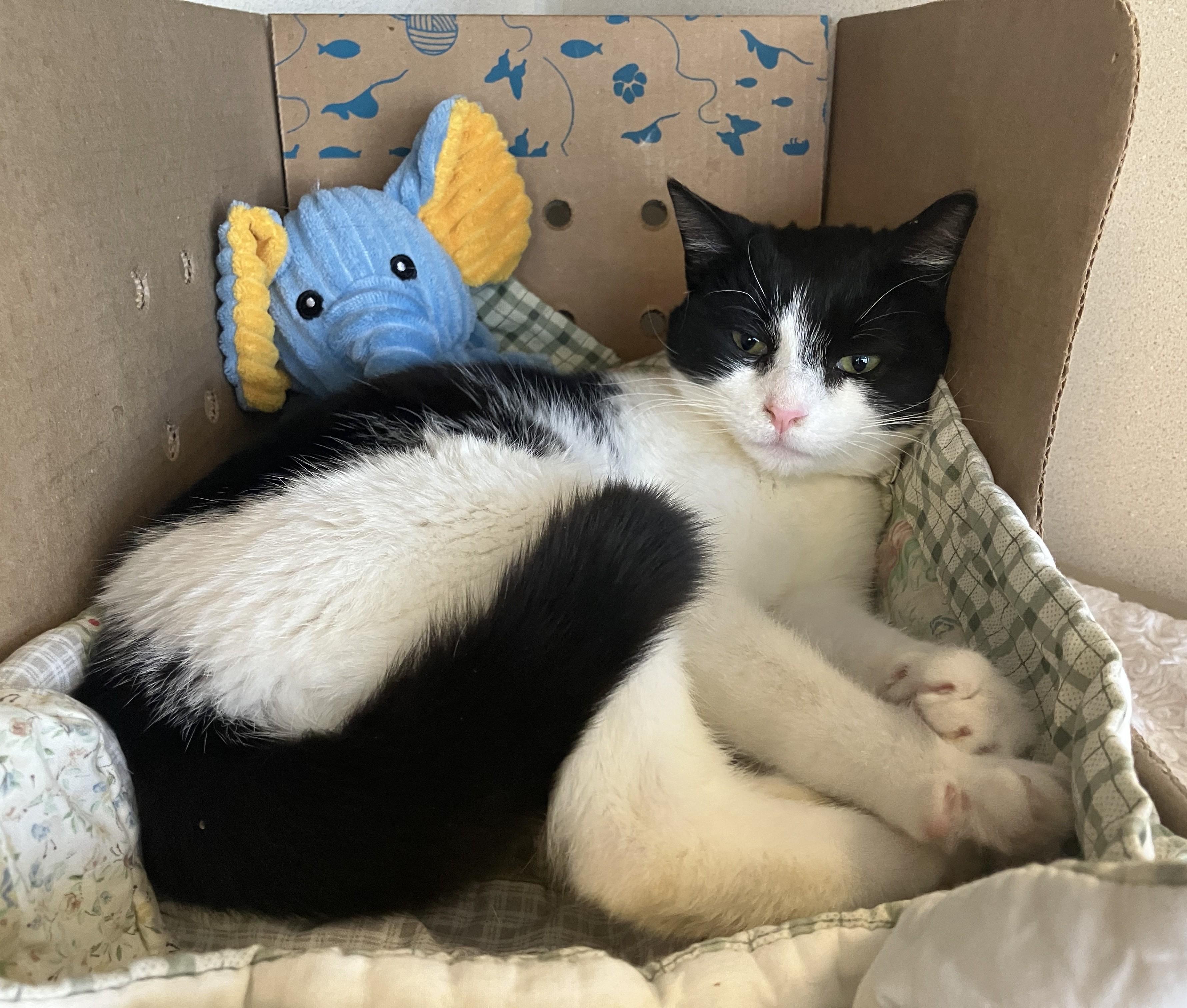 Enlarge Joan Jett, an adopted Domestic Short Hair in Eatontown, NJ image 4/5