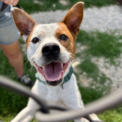 Poseidon, Adoptable, Adult Male Mixed Breed.